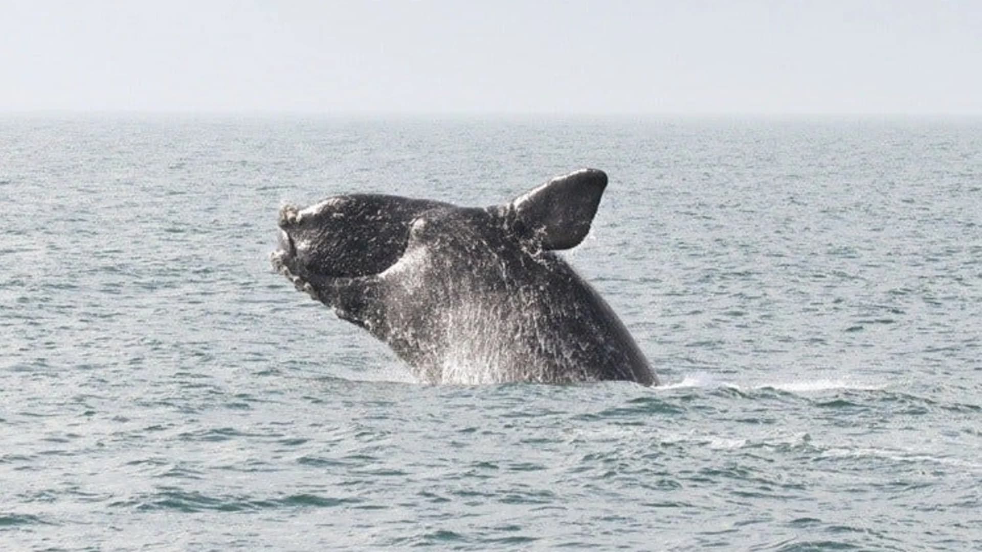 Senators call for urgent assessment of right whale deaths