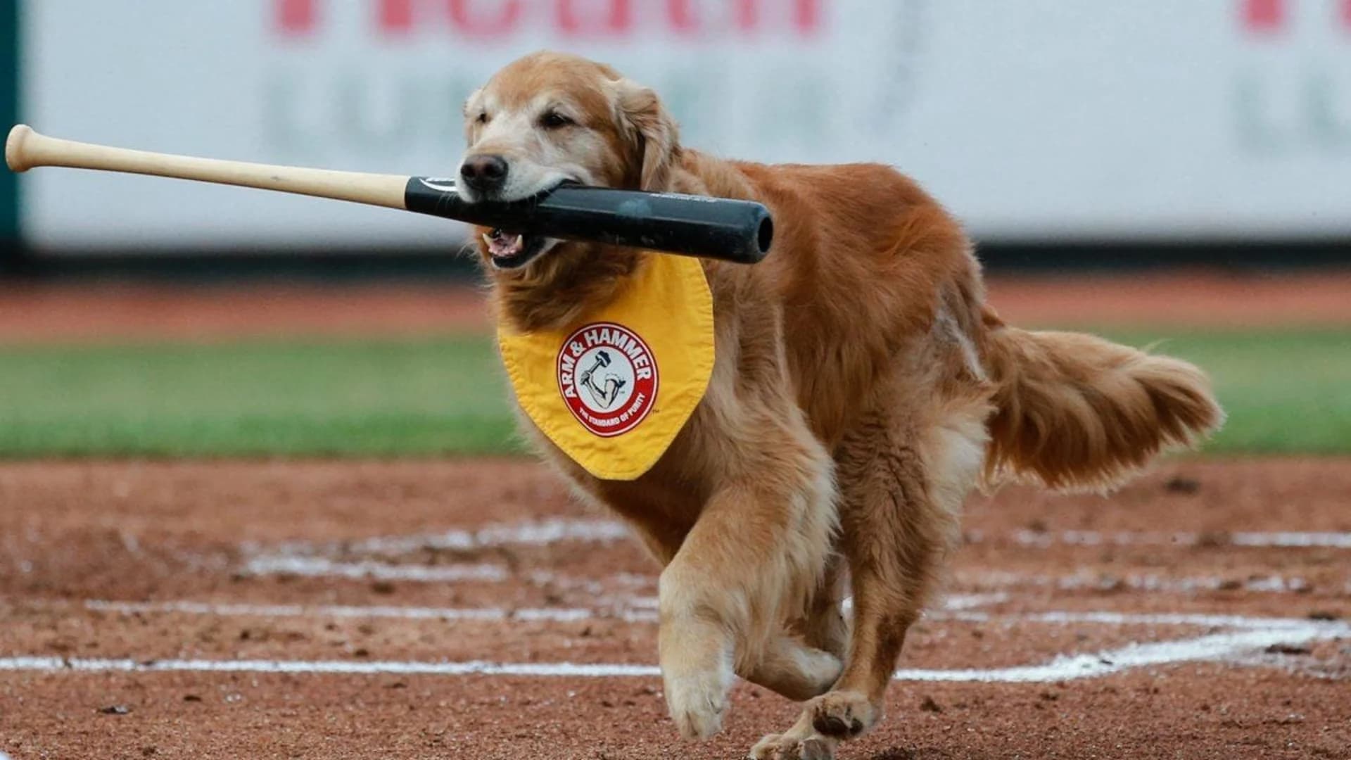 Trenton Thunder team mourns bat-retrieving dog ‘Derby’