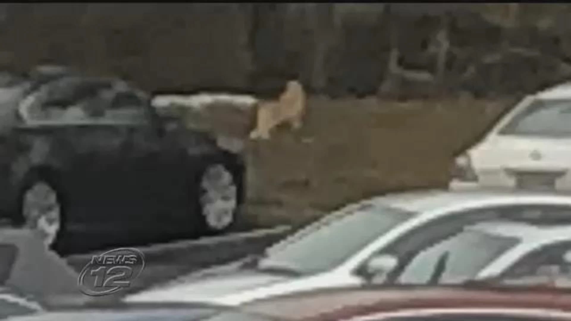 Officials: 'Bobcat' spotted in New Jersey just a house cat