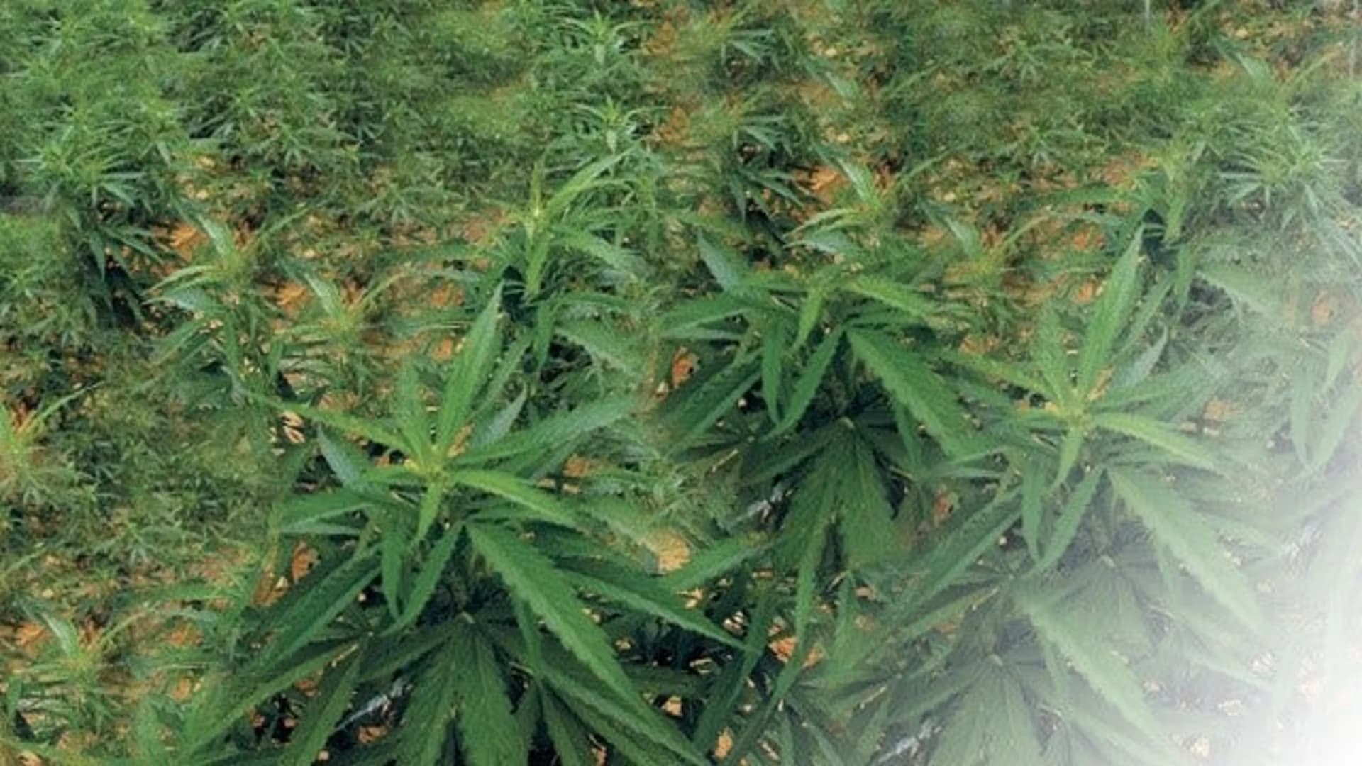 Police find marijuana growing facility, 8 arrested