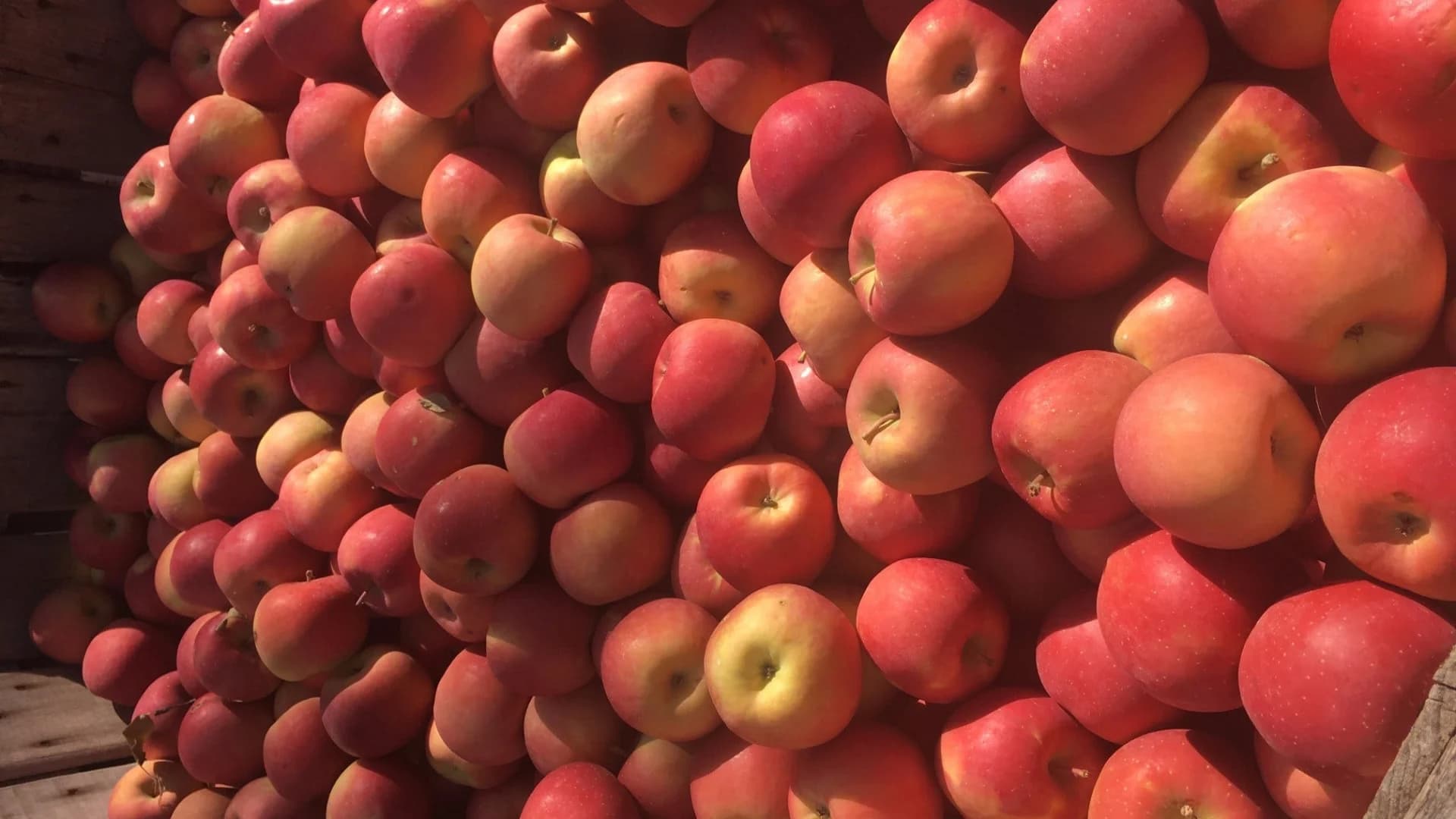 Photos: Apples, cider and pies at Jericho Cider Mill