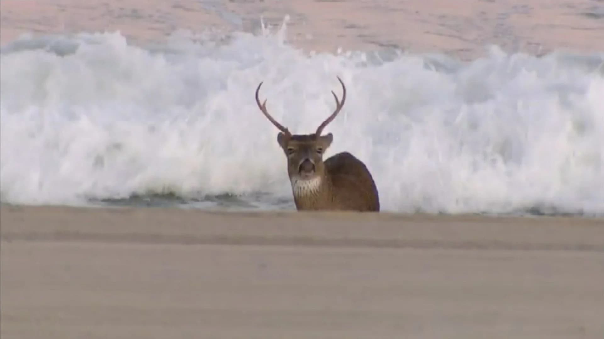Photos: Ortley Beach wayward deer