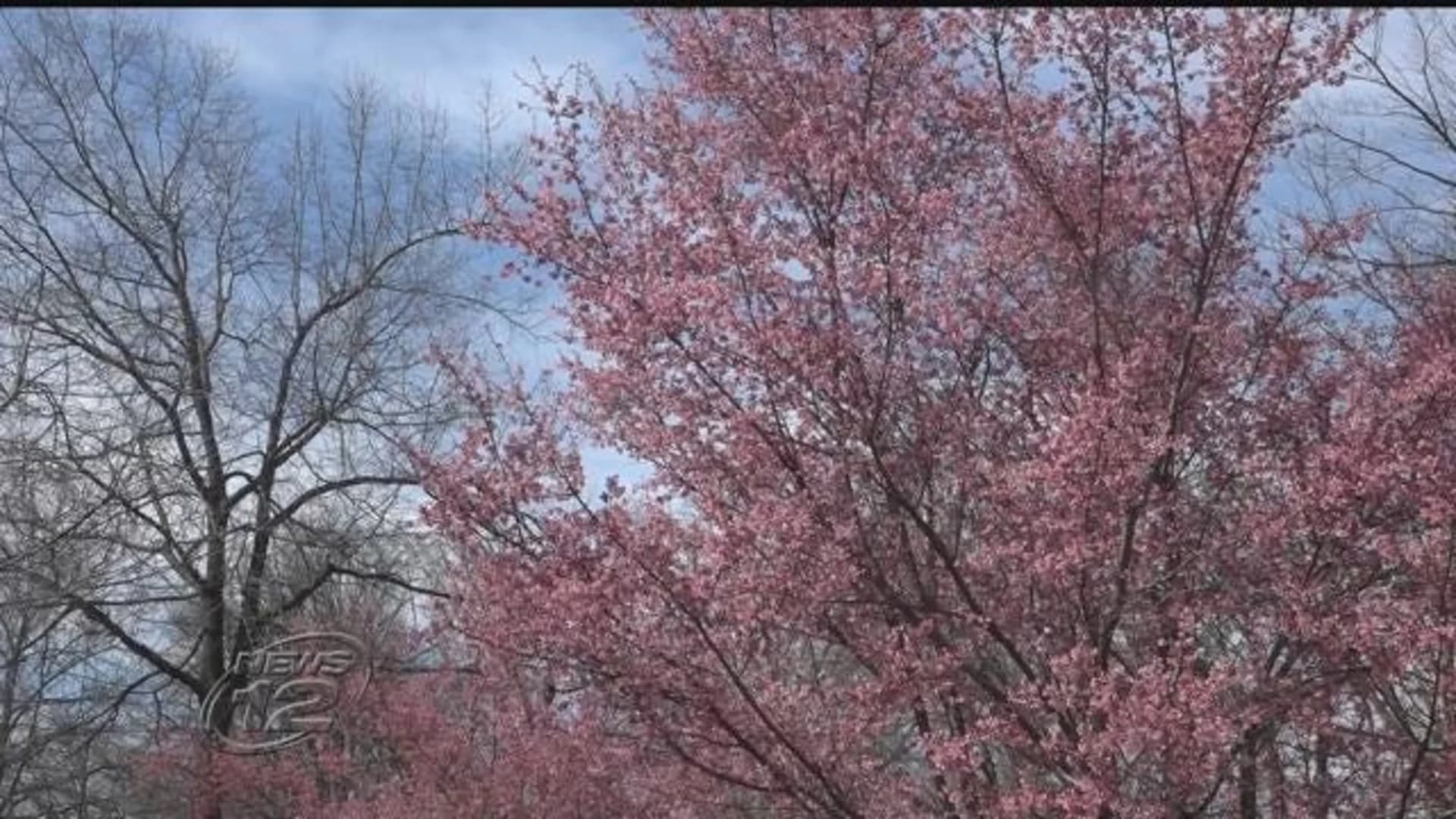 Experts: Allergy season seems to be lengthening over time