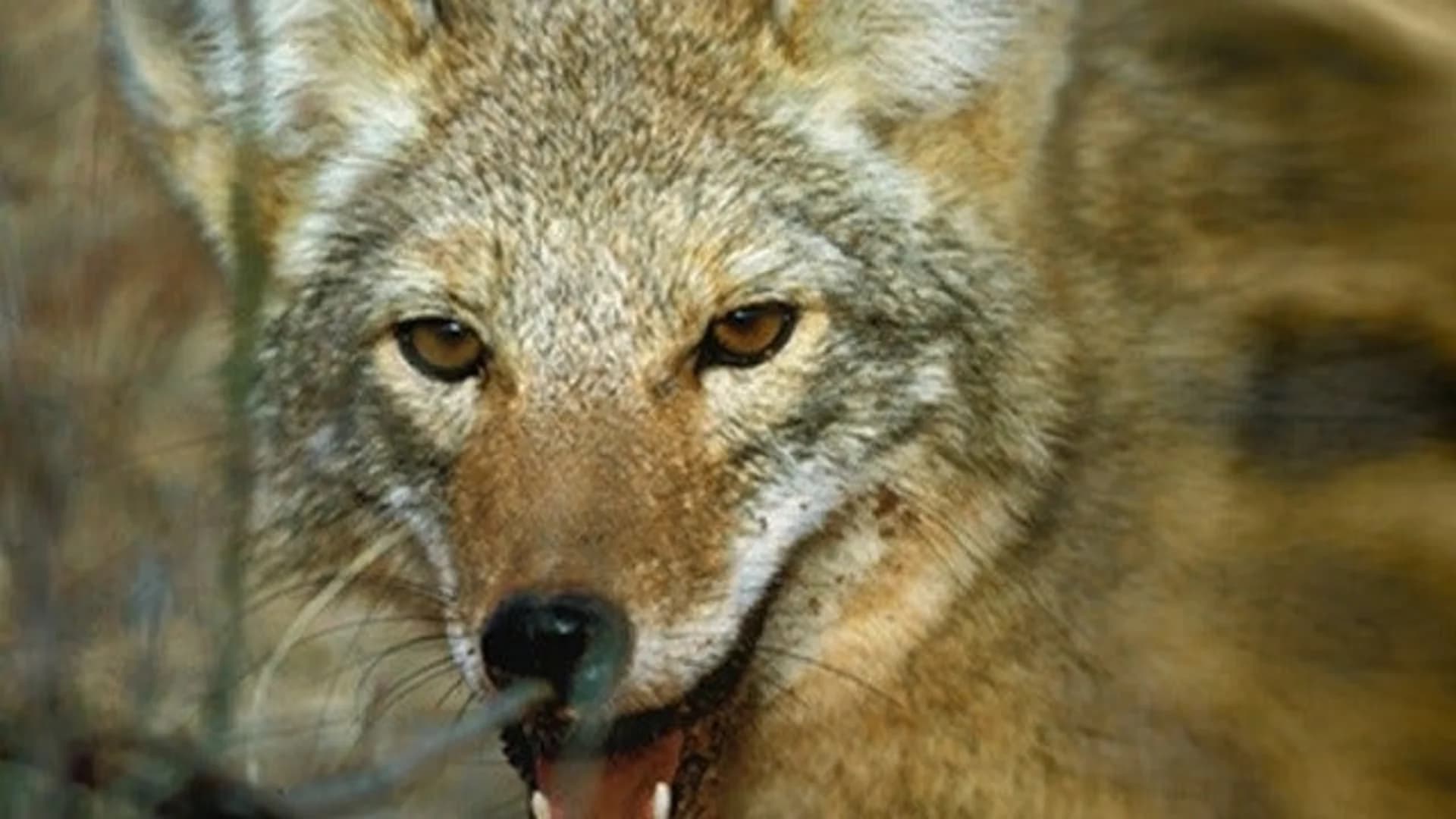 Saddle River mayor creates task force due to coyote population