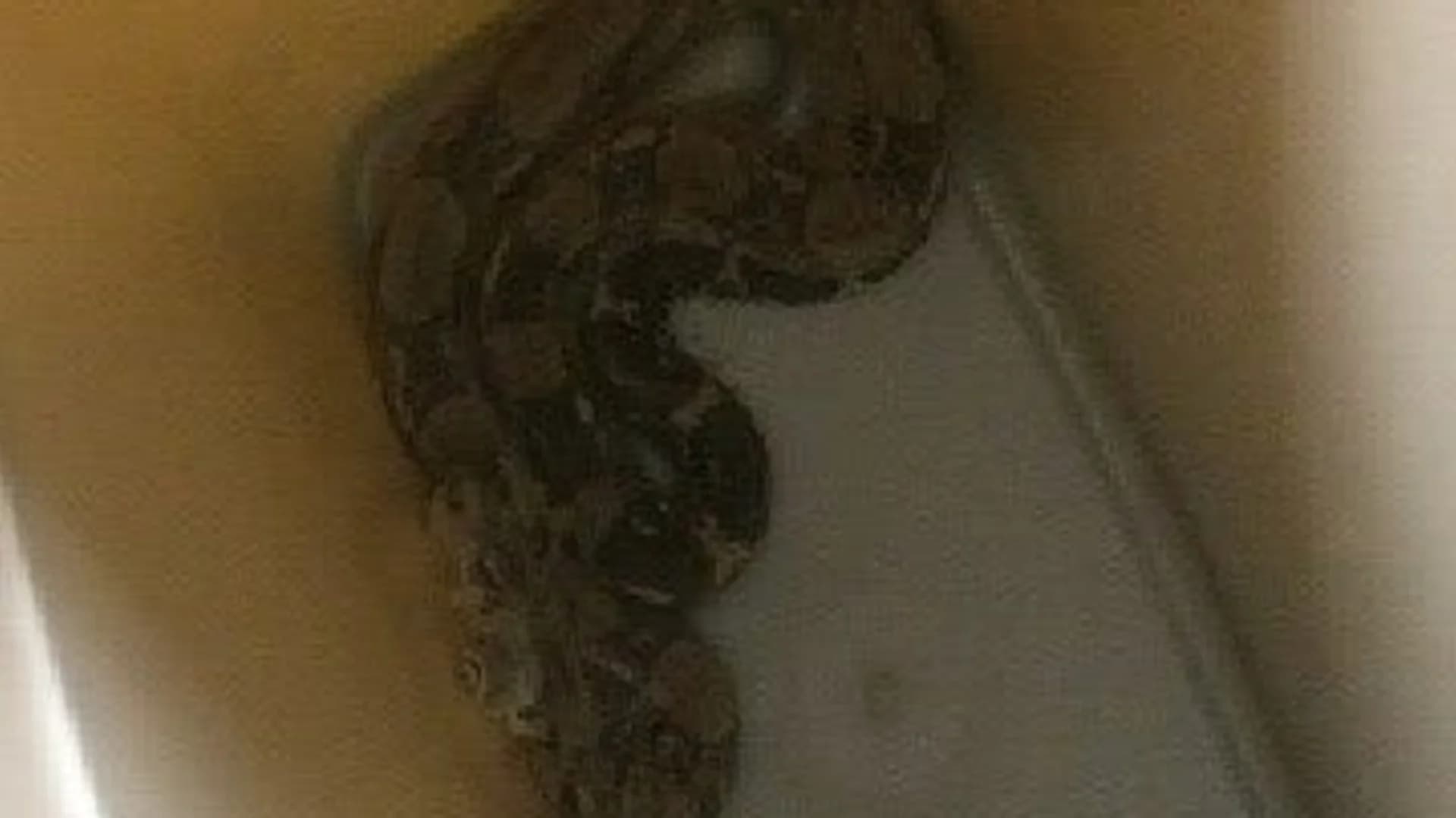 Sickly snake slithers into Princeton elementary school classroom