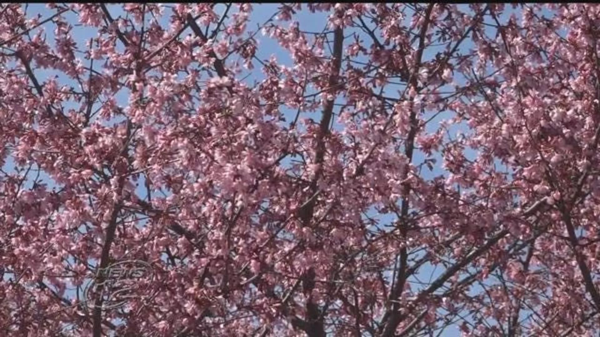 Newark’s cherry blossom festival set for this weekend