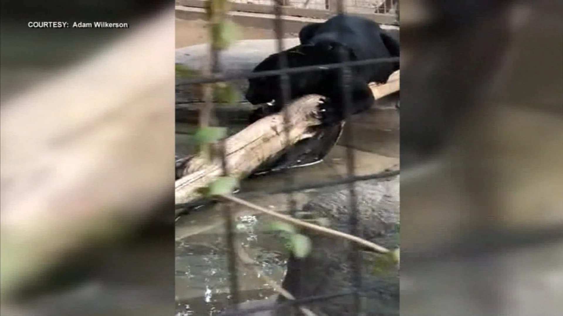 Woman says she distracted jaguar after attack at Arizona zoo