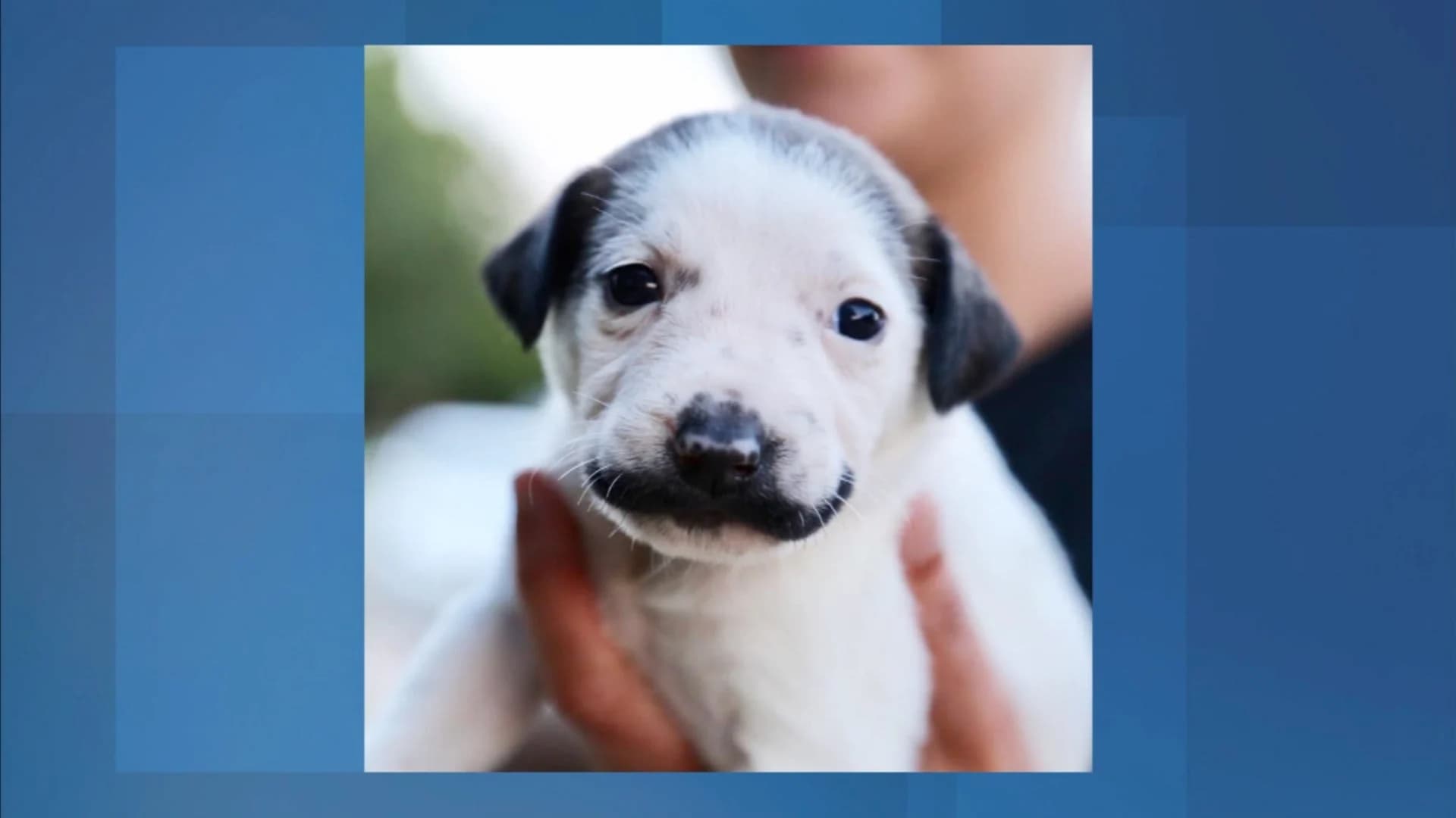 Animal rescue seeks forever home for adorable ‘mustache’ puppy