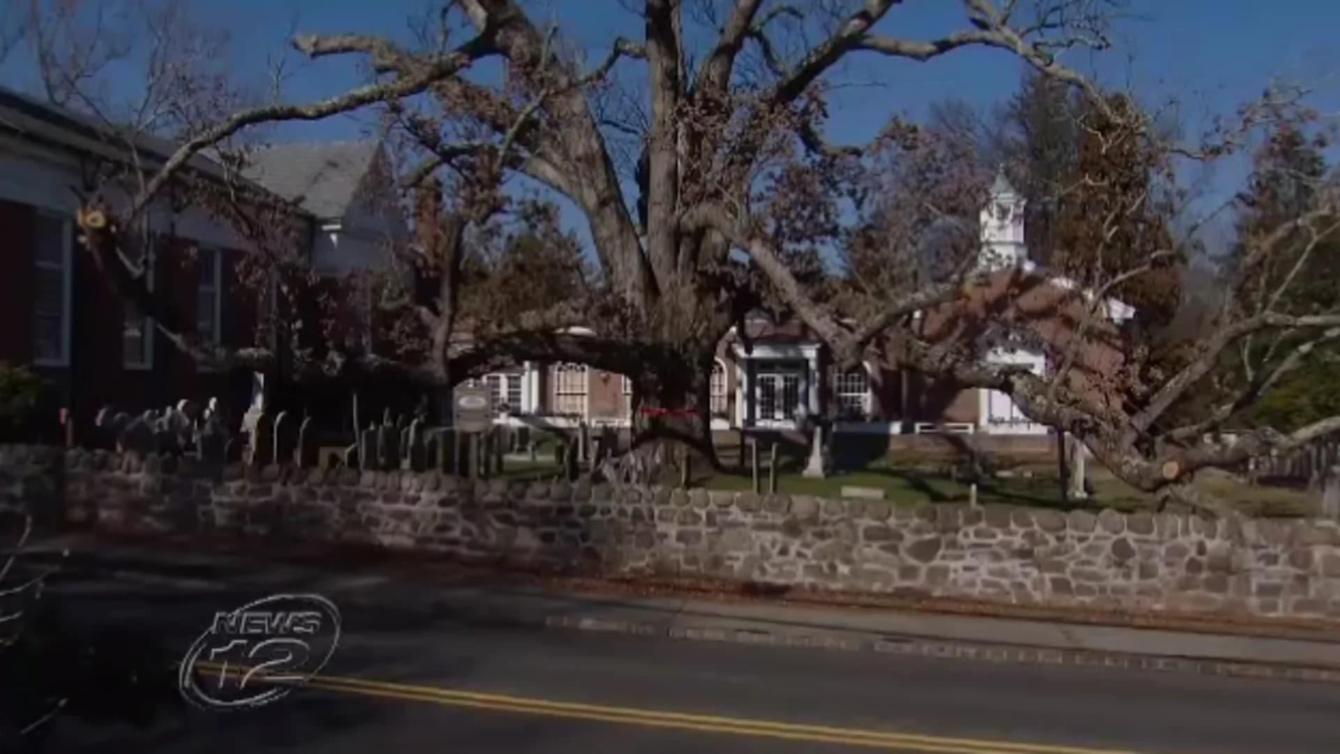 600-year-old tree to be removed in Bernards