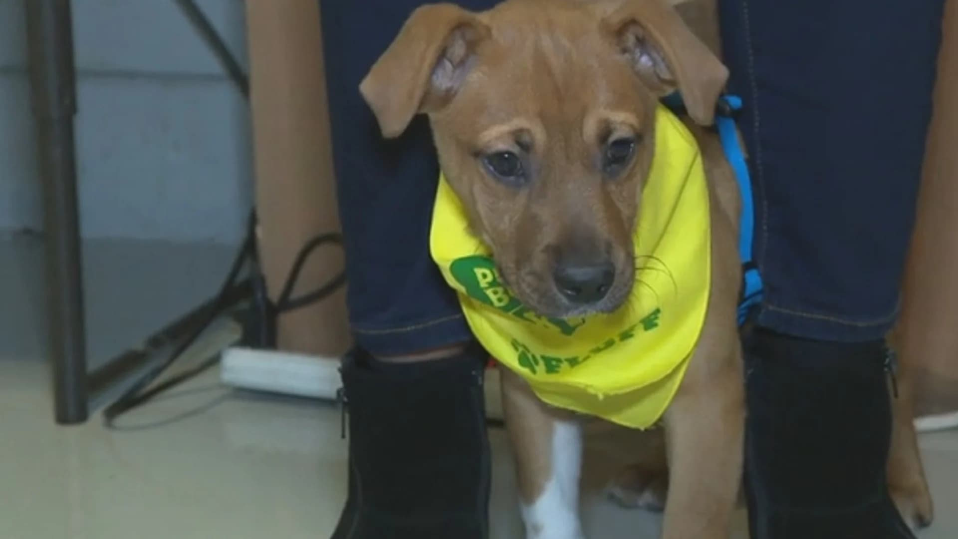 News 12 goes behind the scenes for exclusive look at Puppy Bowl XV