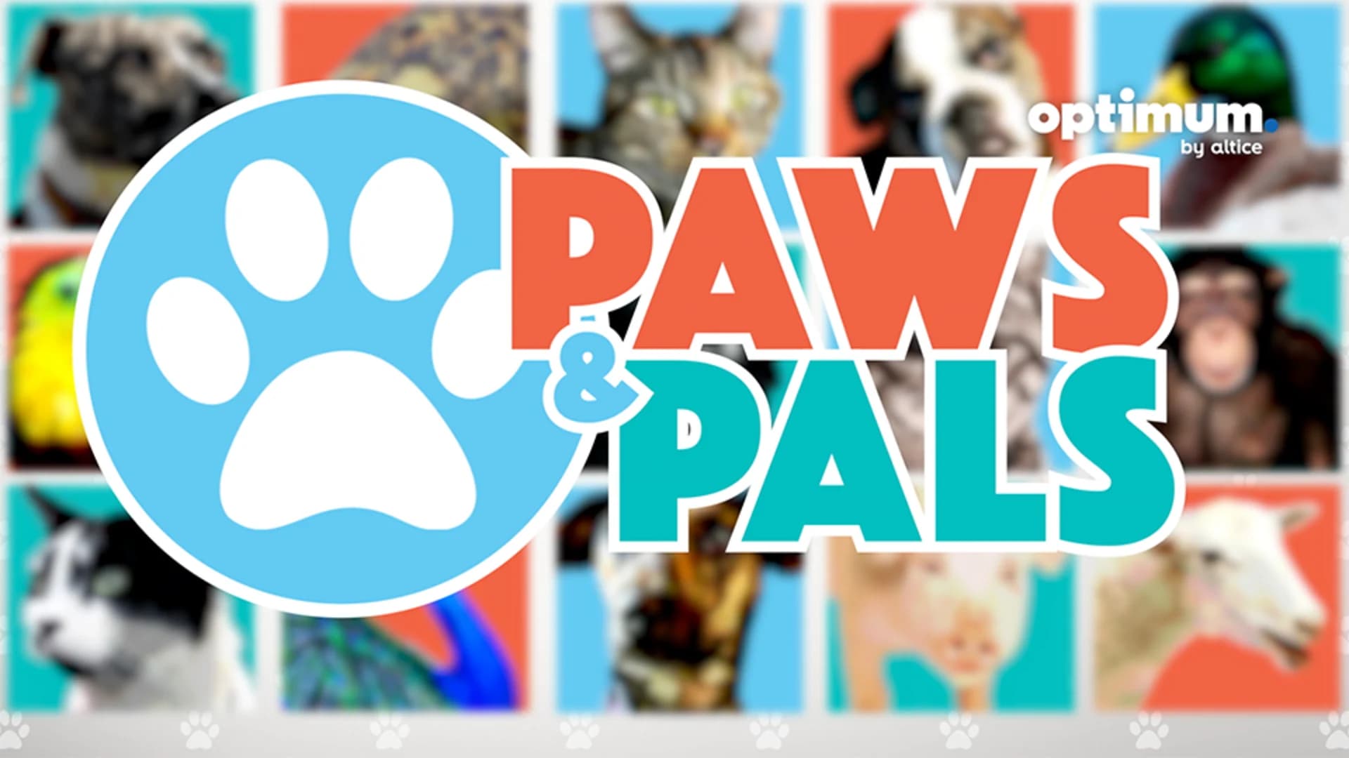 2019 Paws & Pals Information
