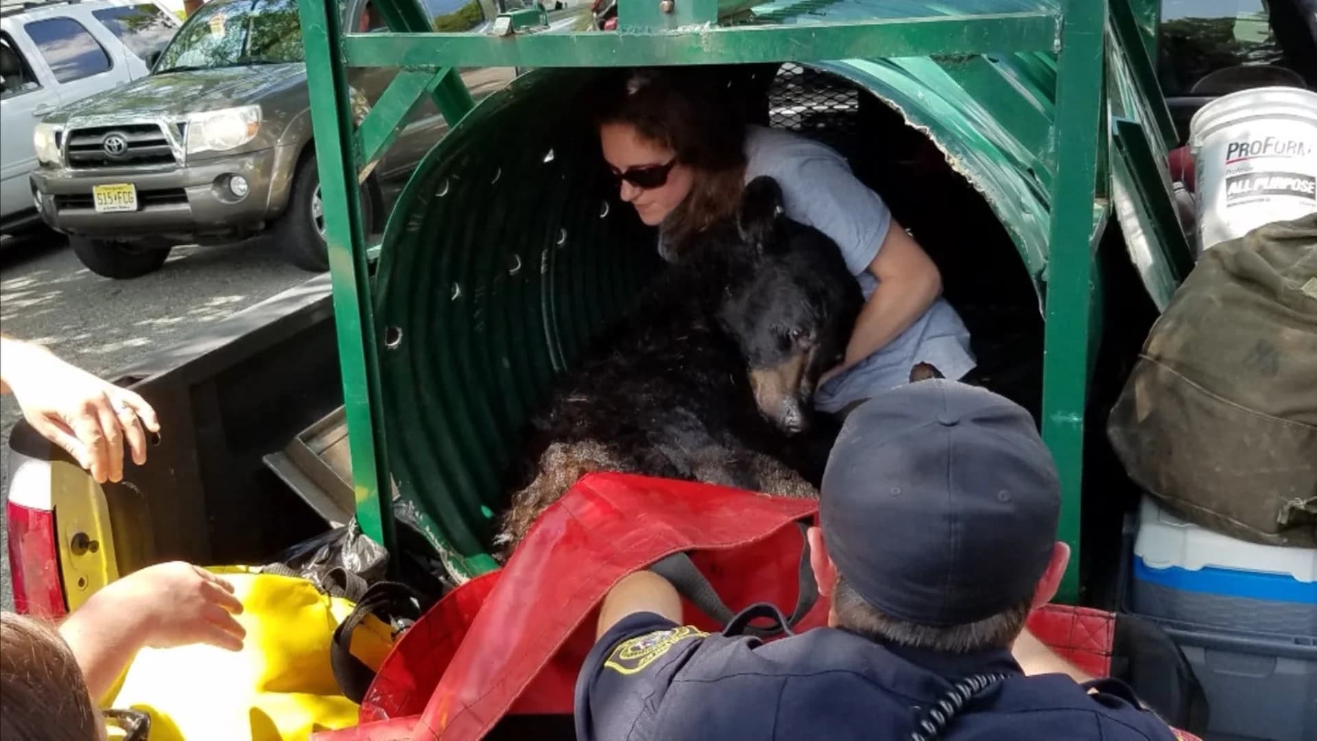 Wildlife officials capture bear found wandering in Union County