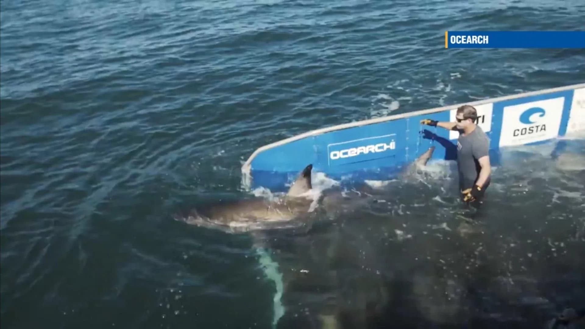 Great white shark spotted off Cape May coast