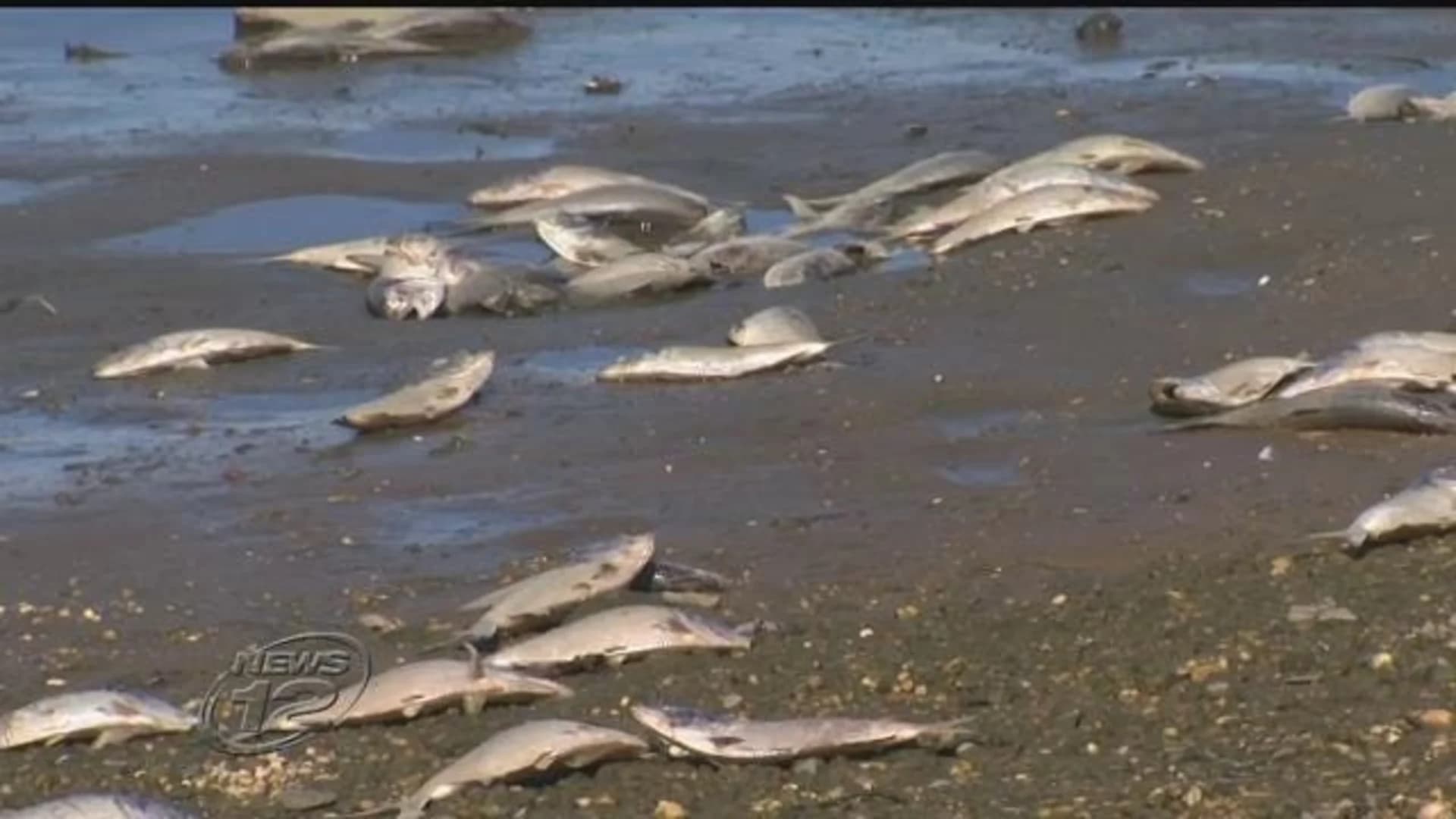 Massive amount of dead fish wash up in Oceanport waterways