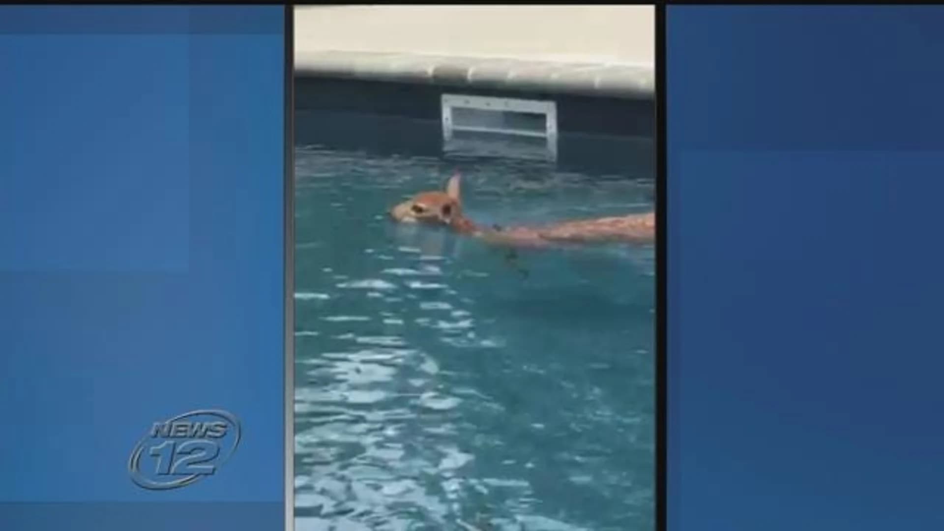 Baby deer takes dip in family pool