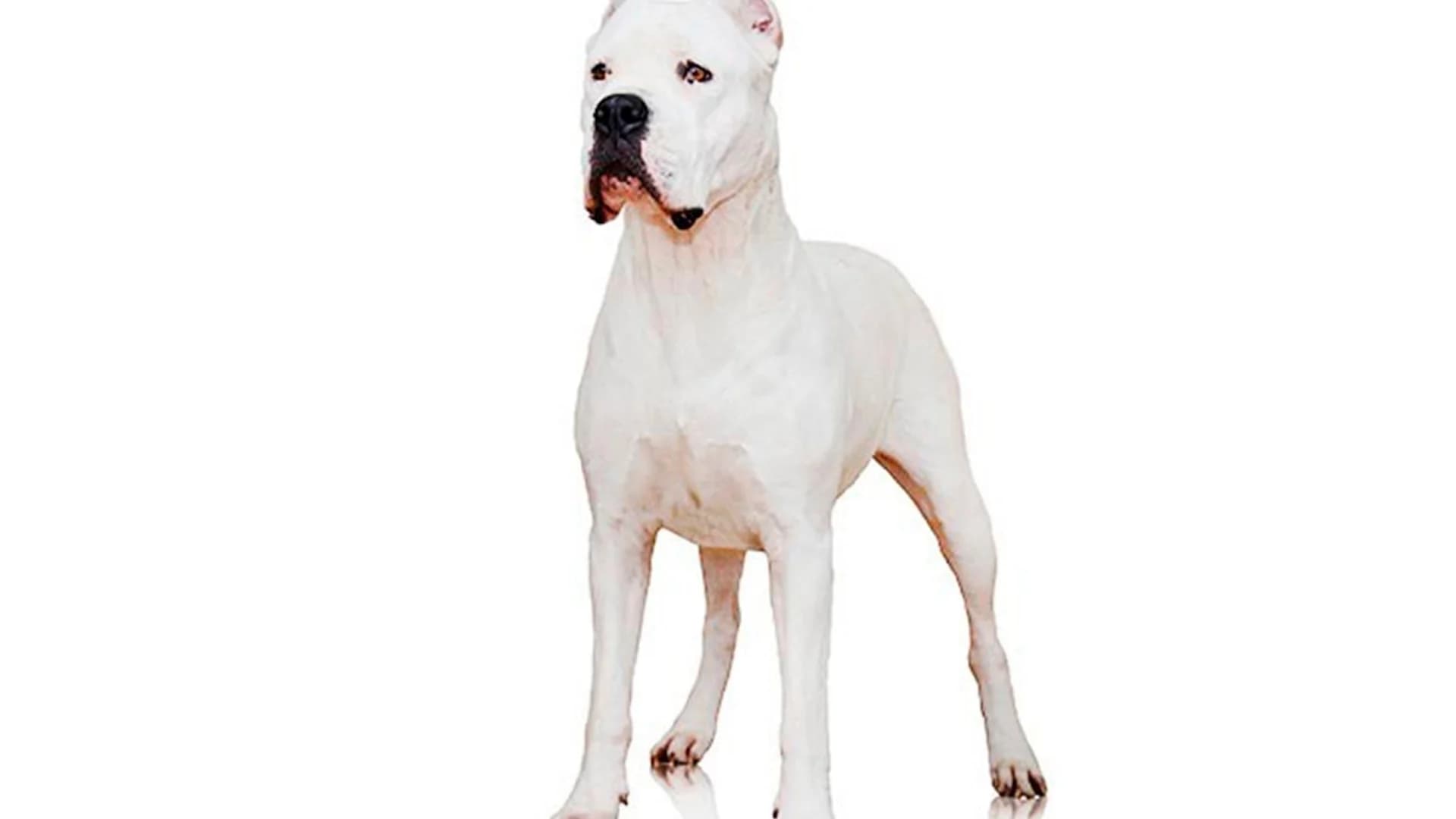 Hello, dogo: 2 new breeds get the American Kennel Club's nod