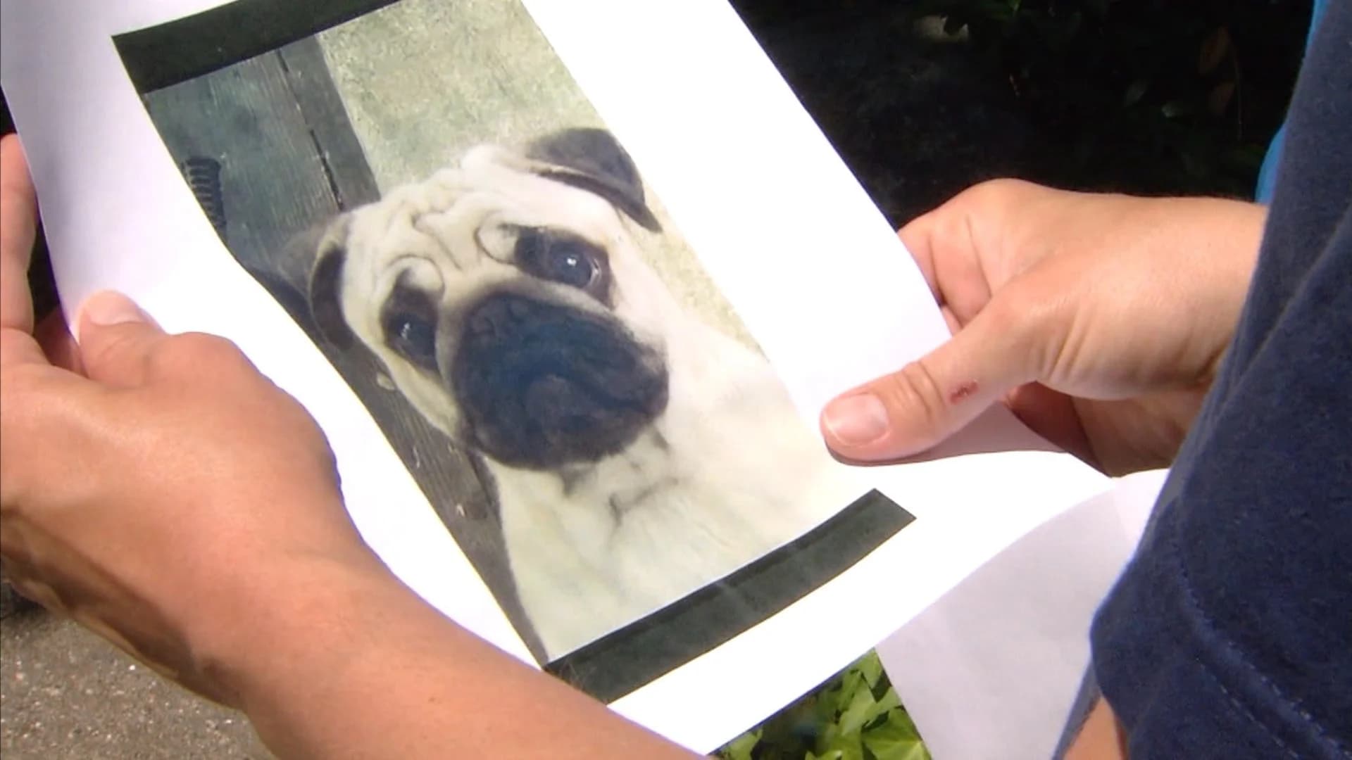 News 12 New Jersey viewers help find missing dog