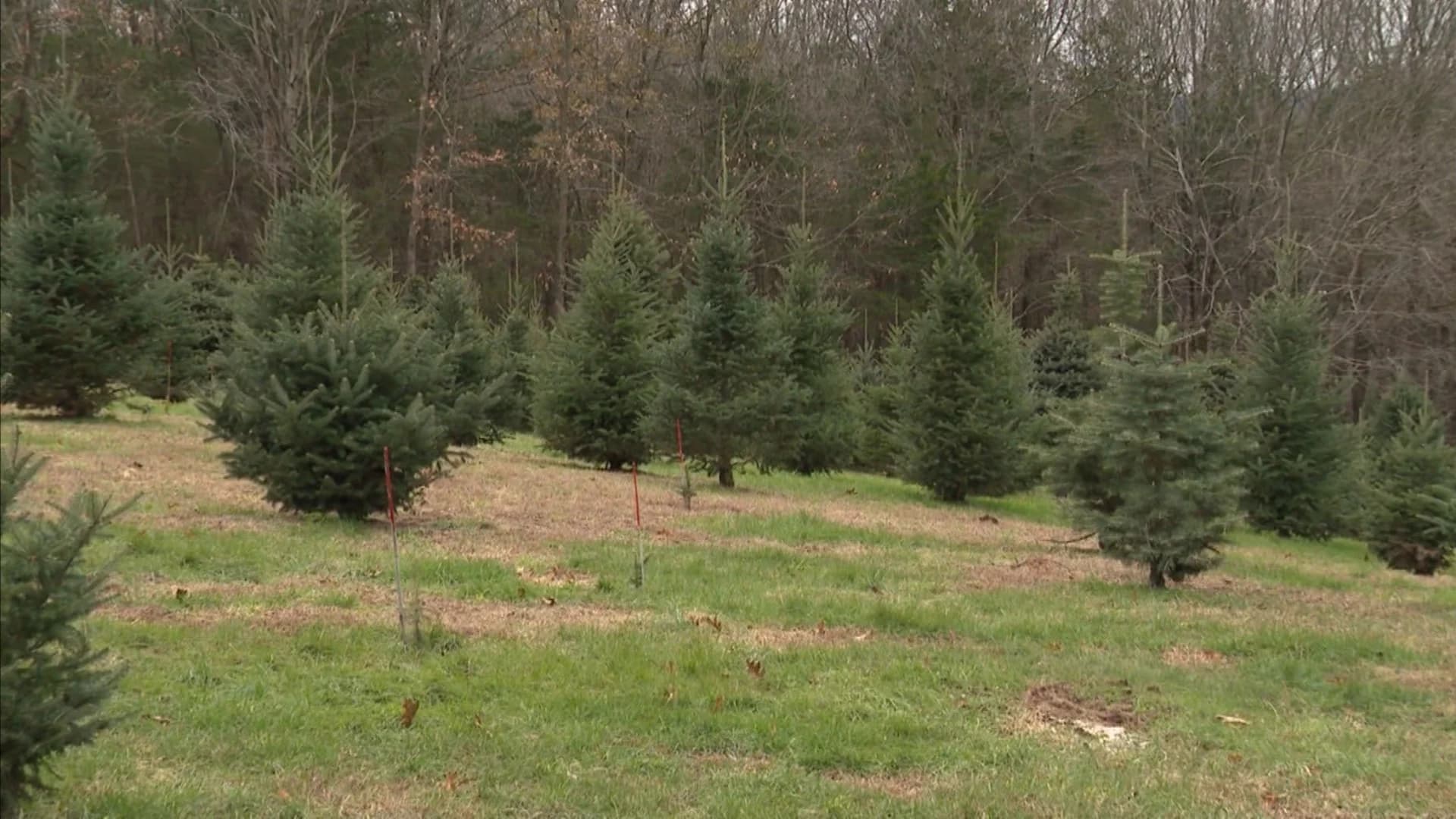Christmas tree shortage could mean higher prices