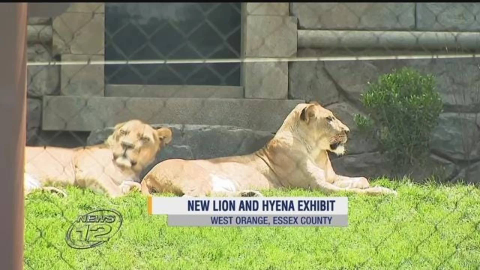 Turtle Back Zoo unveils lion, hyena exhibits