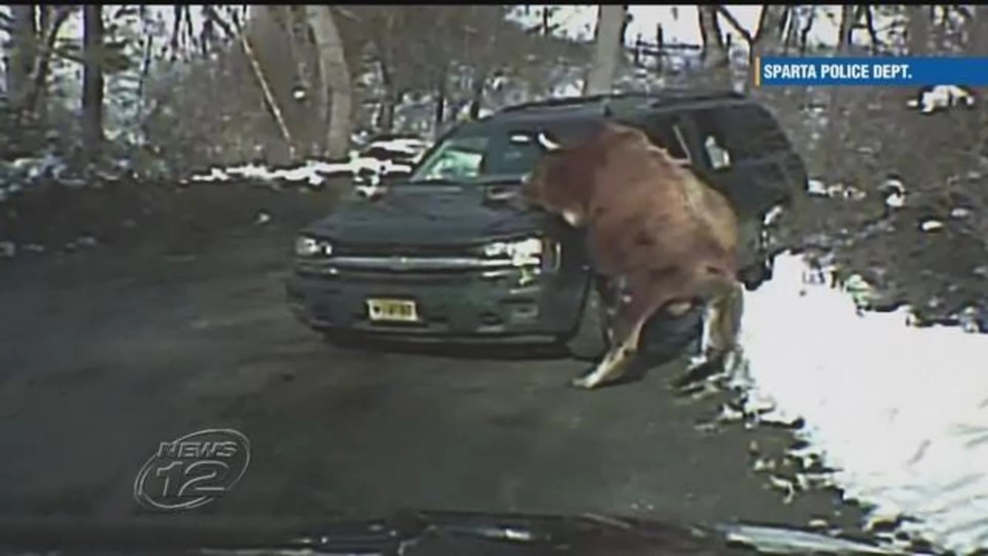 Caught on Camera: Out-of-control bull attacks owner, charges at police