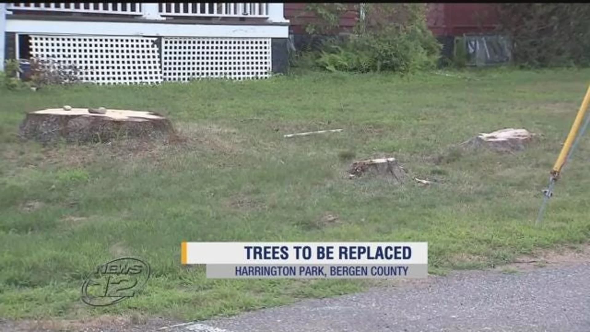 School officials to replace accidentally cut trees