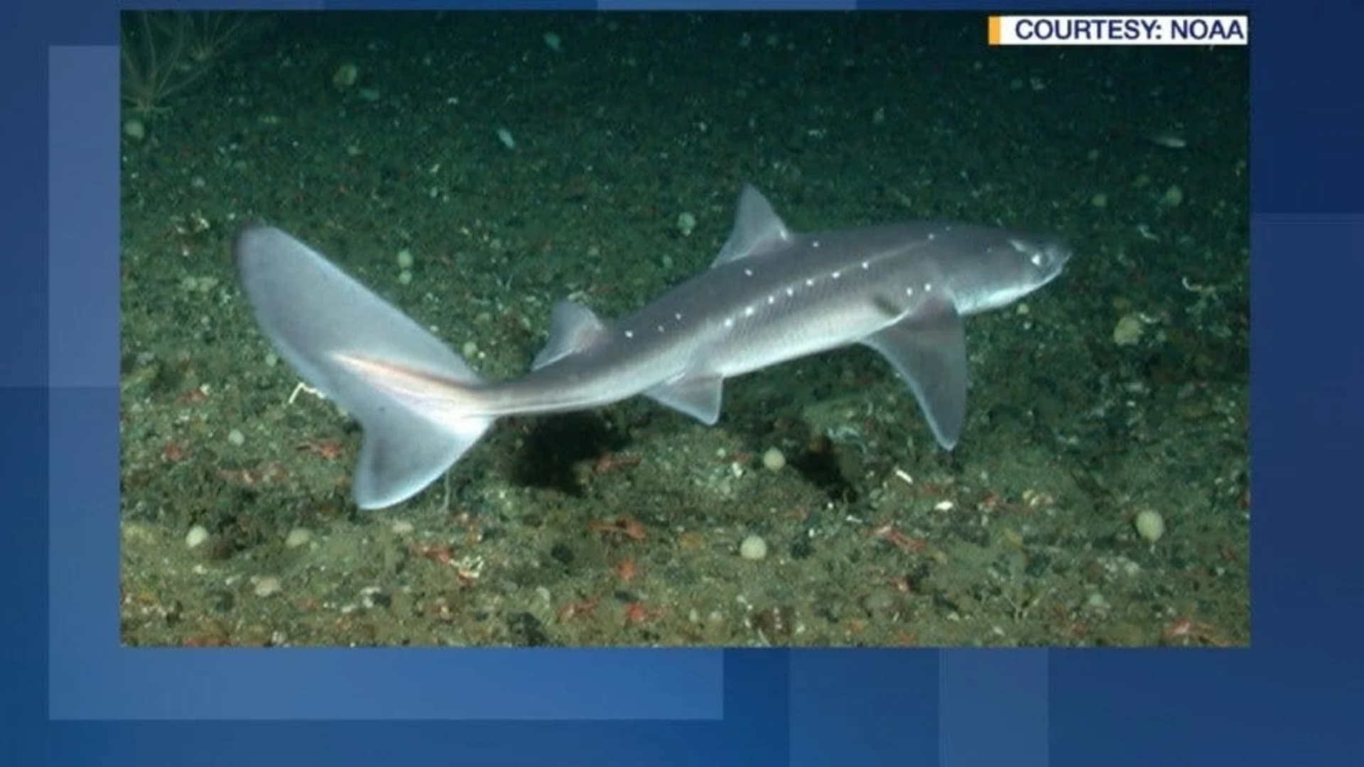 Dozens of spiny dogfish sharks wash up on beaches across Jersey Shore