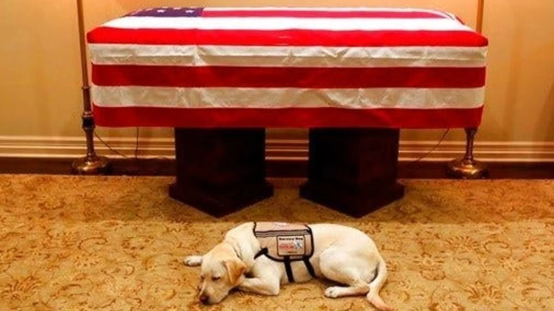 In photo, Bush's service dog honors the late president