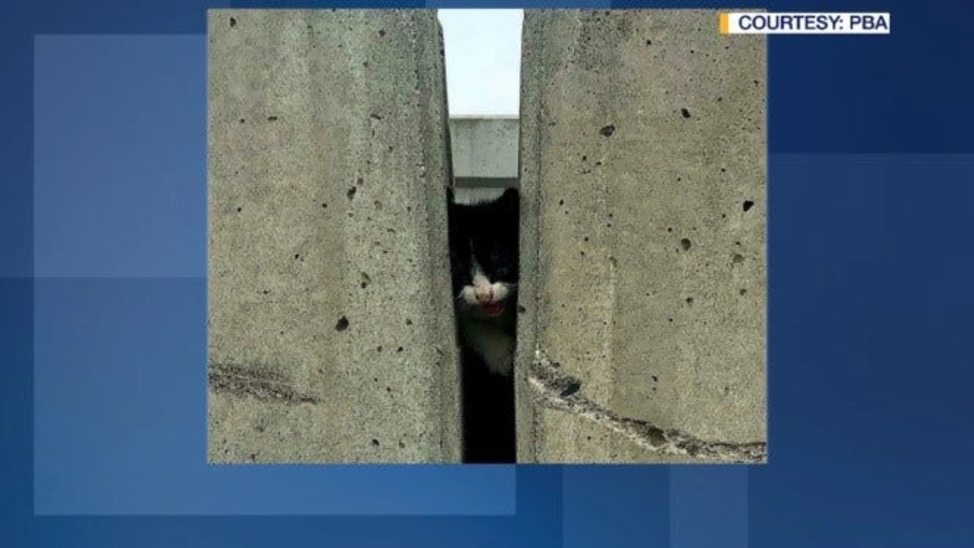 Kitten rescued from concrete barriers on Bayonne Bridge