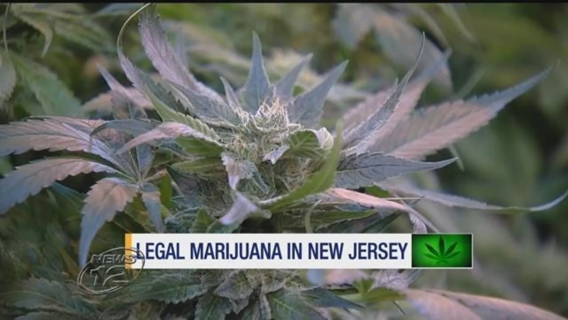 Legalization of marijuana may be on the horizon