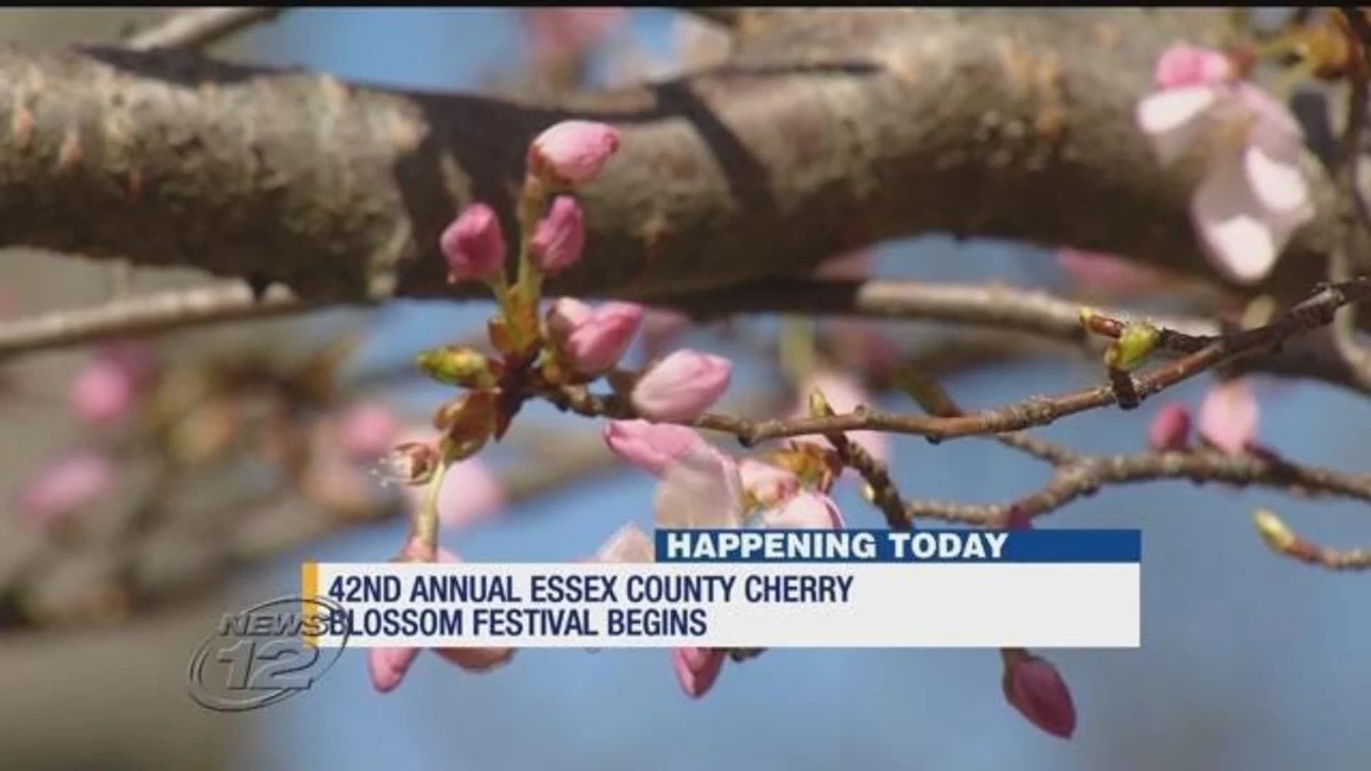 Annual Cherry Blossom Festival kicks off in Newark