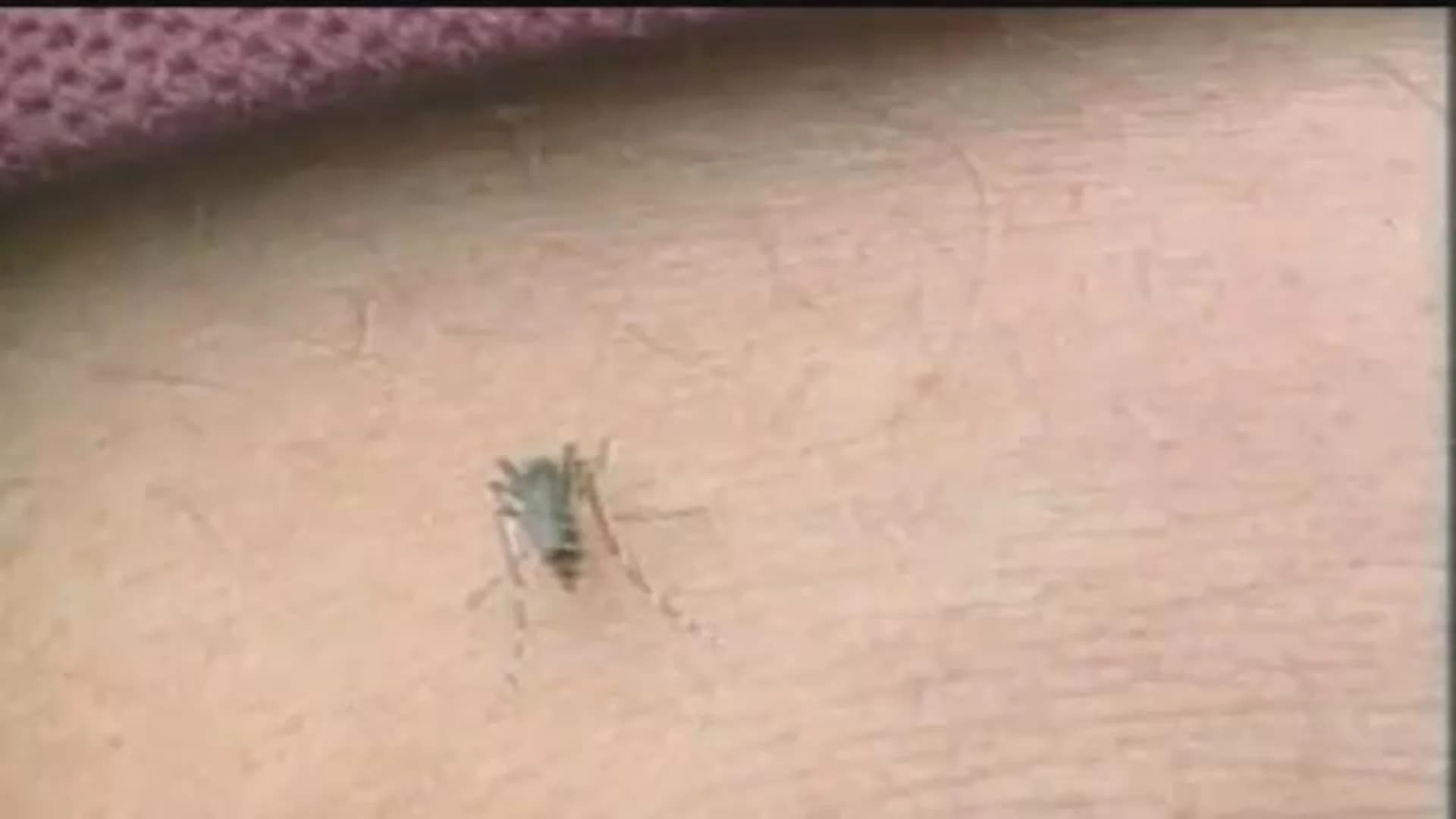 Stamford mosquitos test positive for EEE