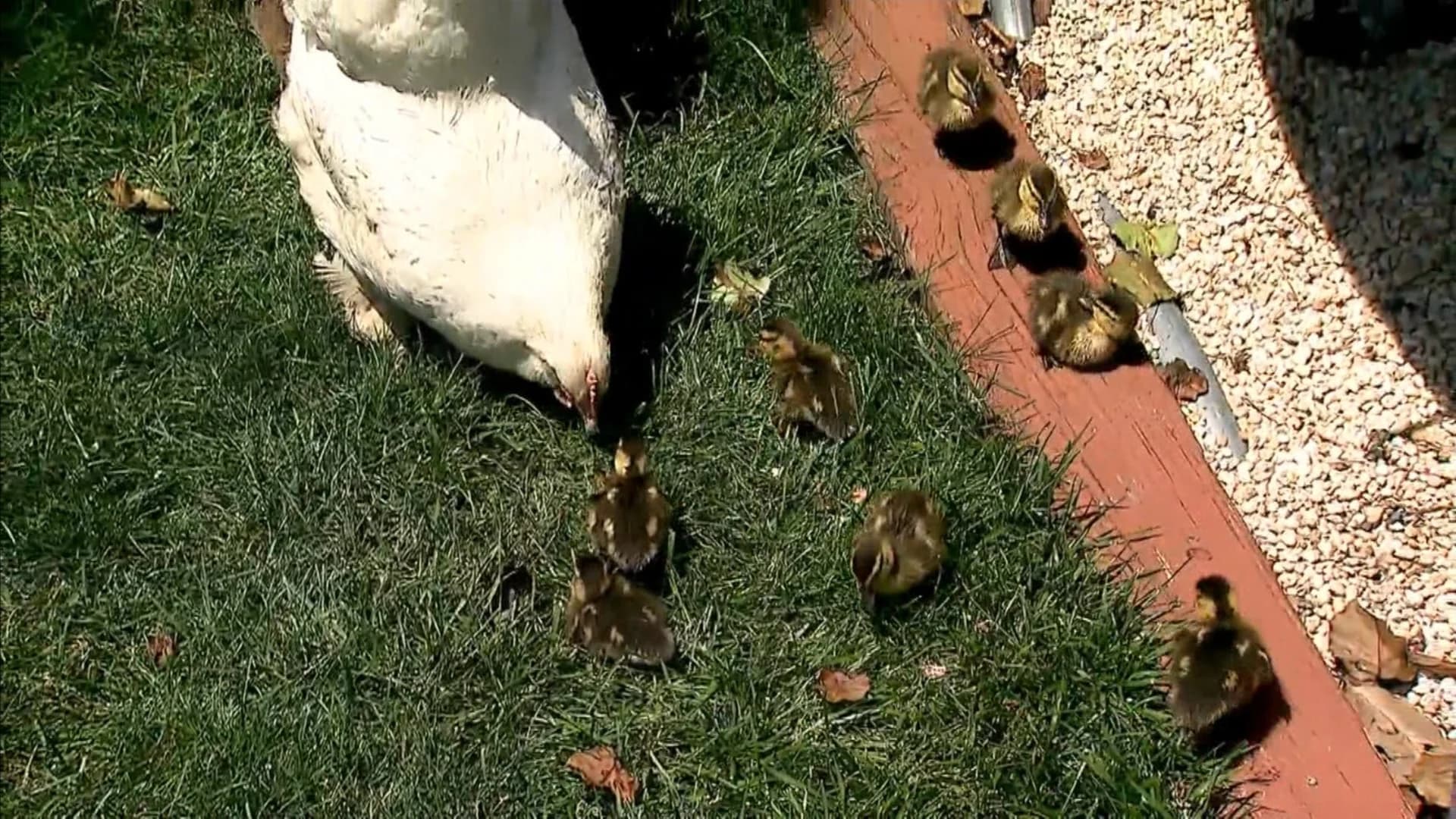 Mother hen raises ducklings as her own in Brick Township