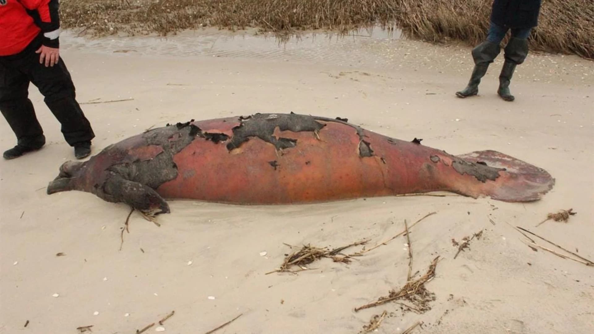 Authorities: 11-foot manatee found dead along Delaware Bay in Middle Township
