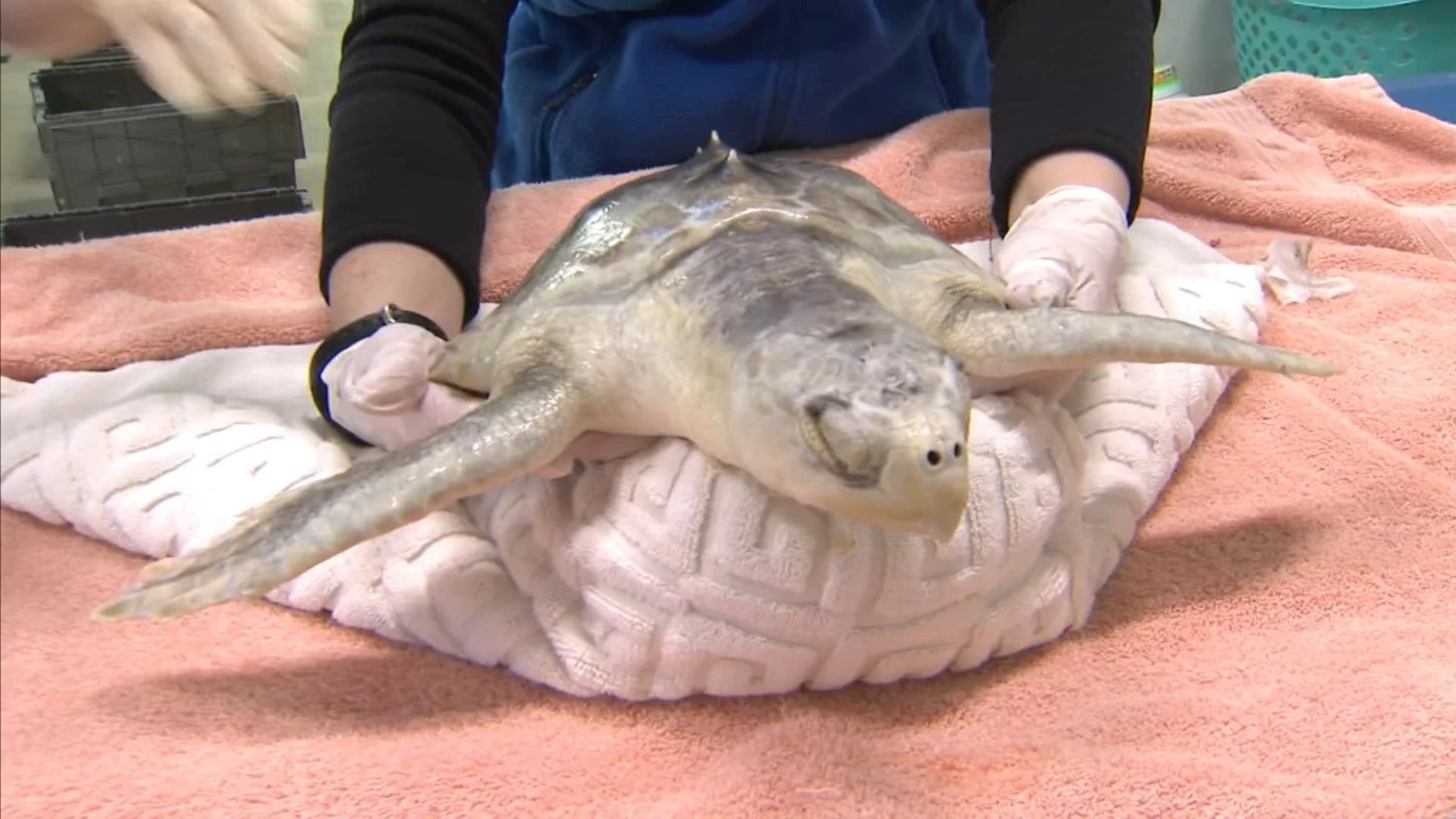 7 sea turtles nursed back to health in NJ to soon be back in Florida waters