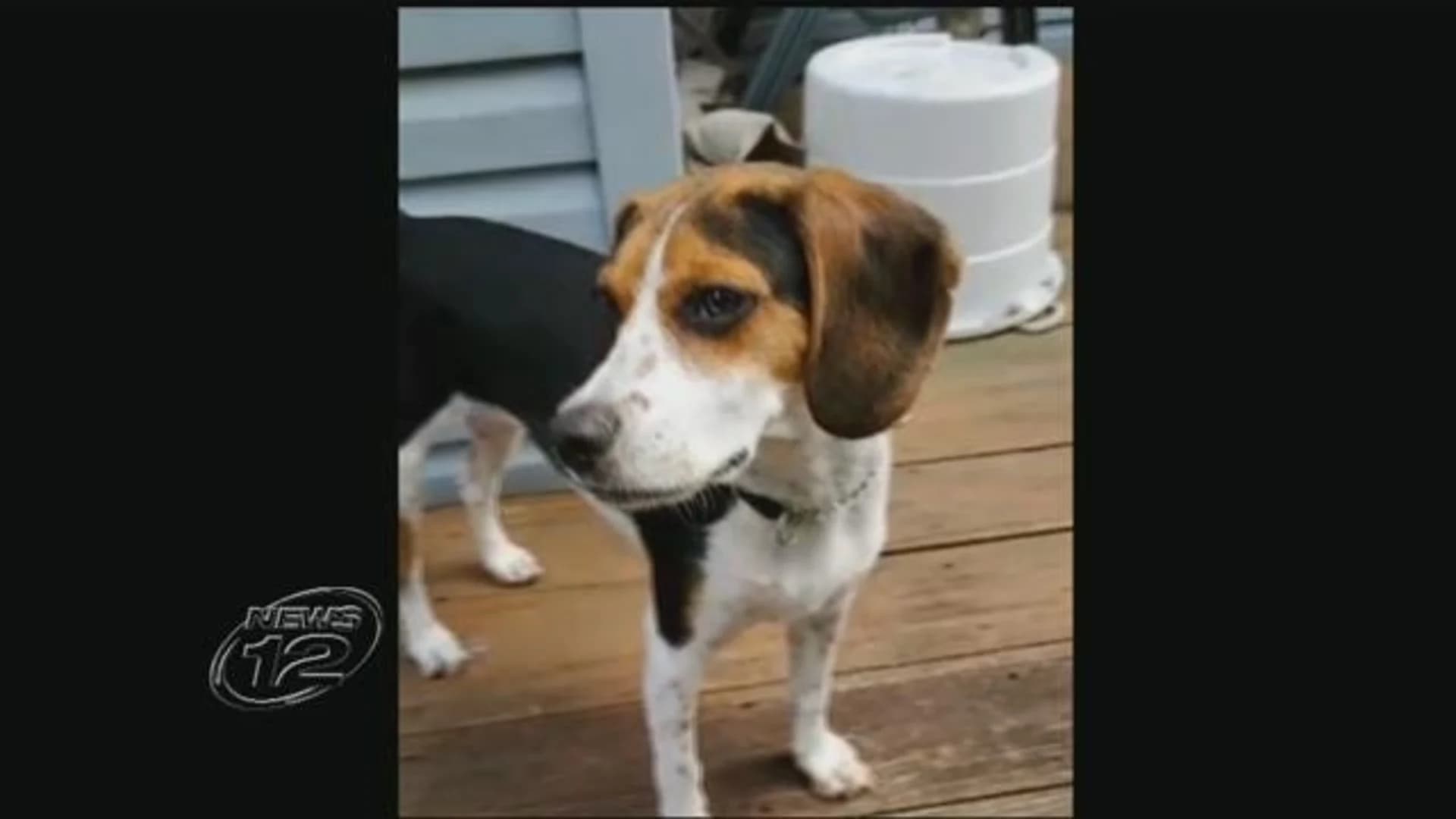 Beagle thrown out of truck last year finds happy home in New Jersey