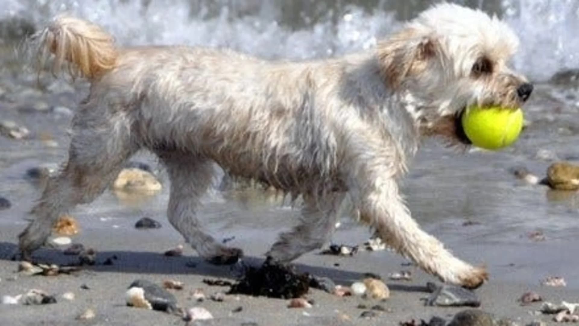 Westport dog beach ban takes effect for season