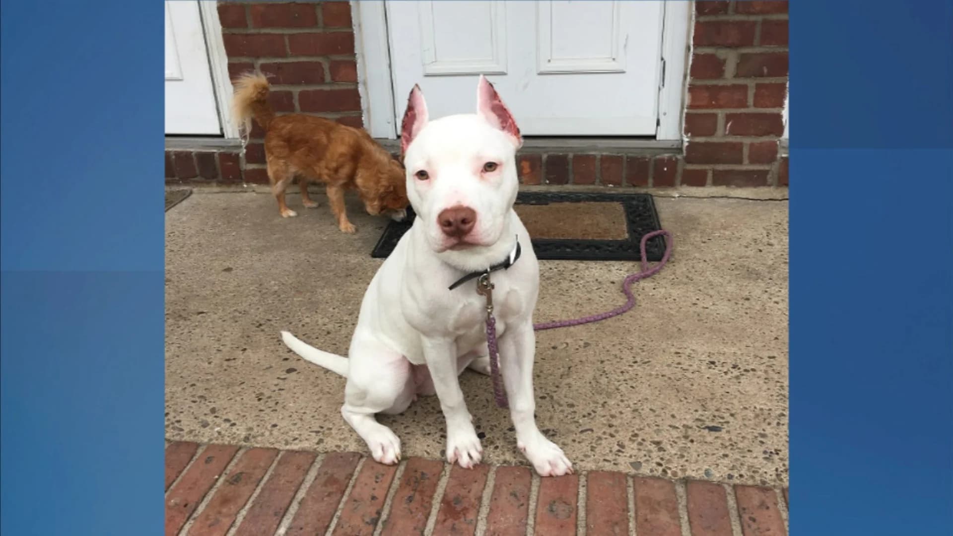 Stolen pit bull reunited with Maywood owner