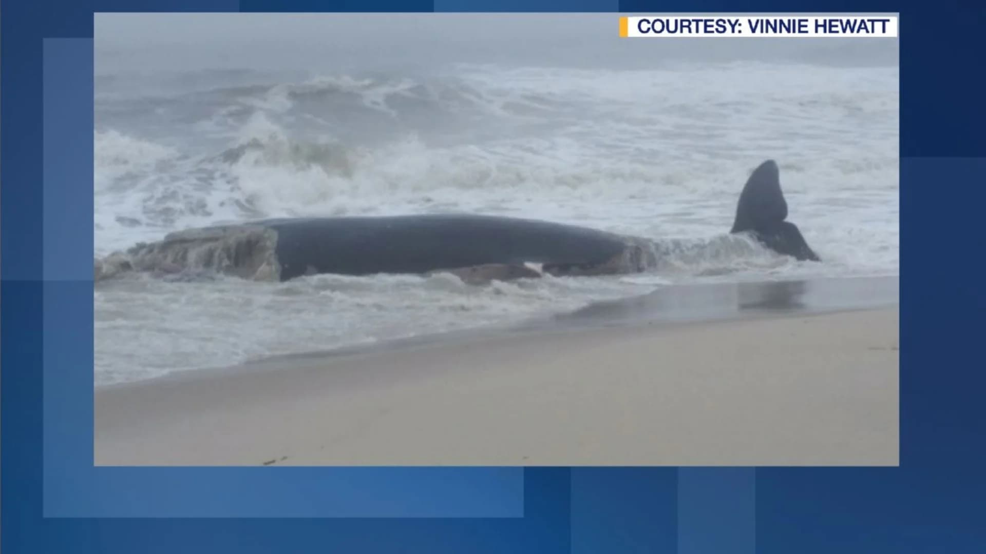 Dead whales along the coastline prompt federal investigation