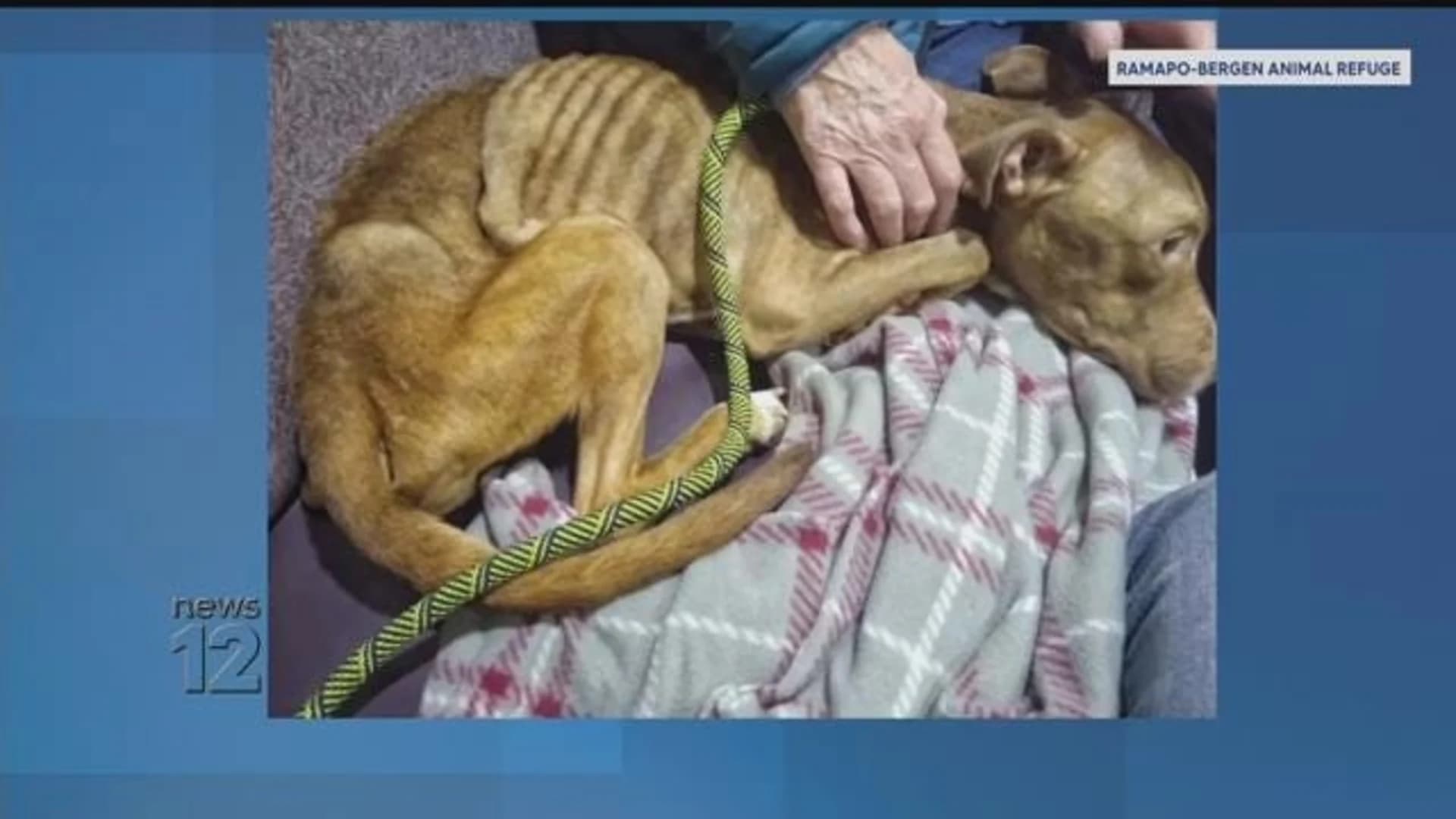 Officials seek donation to help sick dog found dying Sunday night