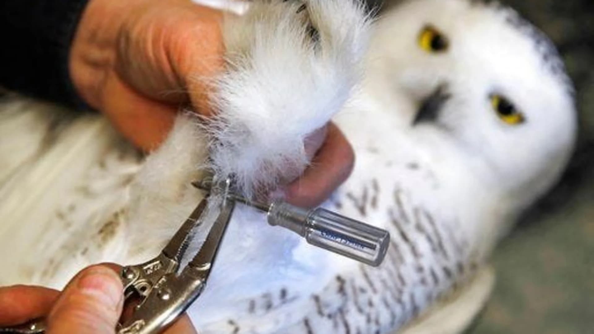 Snowy owls wintering in US fitted with tiny tracking devices