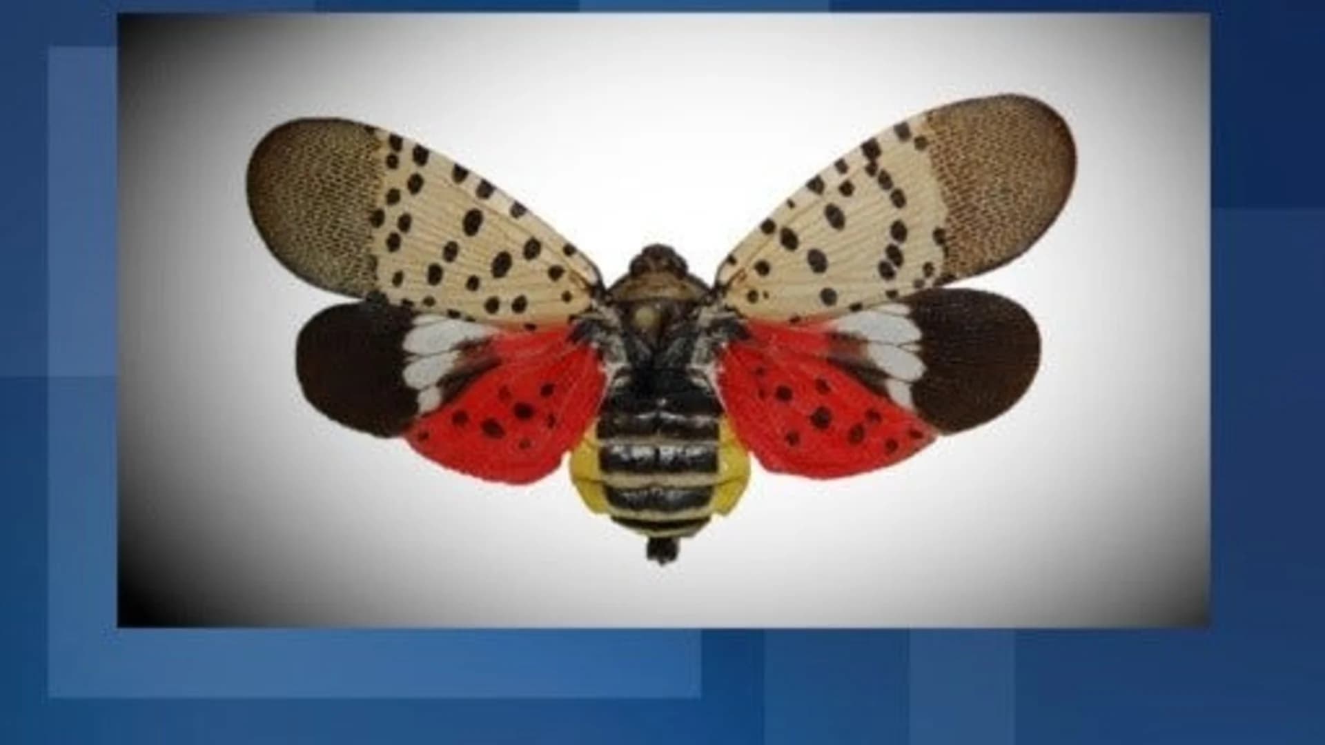 Insect poses possible risk to trees, plants in New Jersey