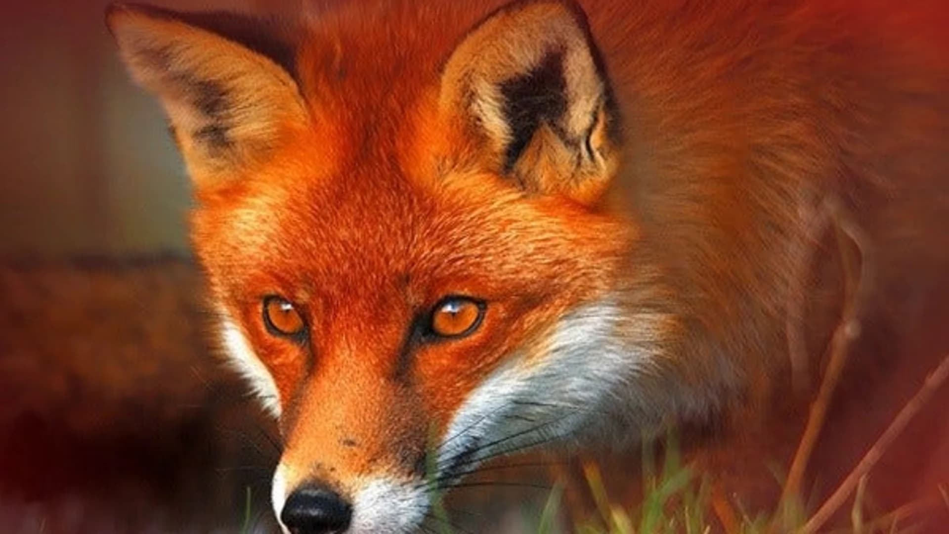 Officials: Fox tests positive for rabies in New Jersey town