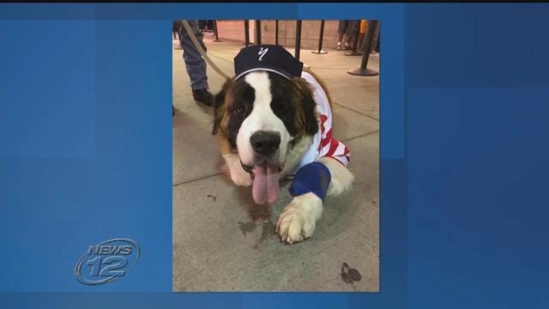 Community honors dog with cancer who was completing a bucket list