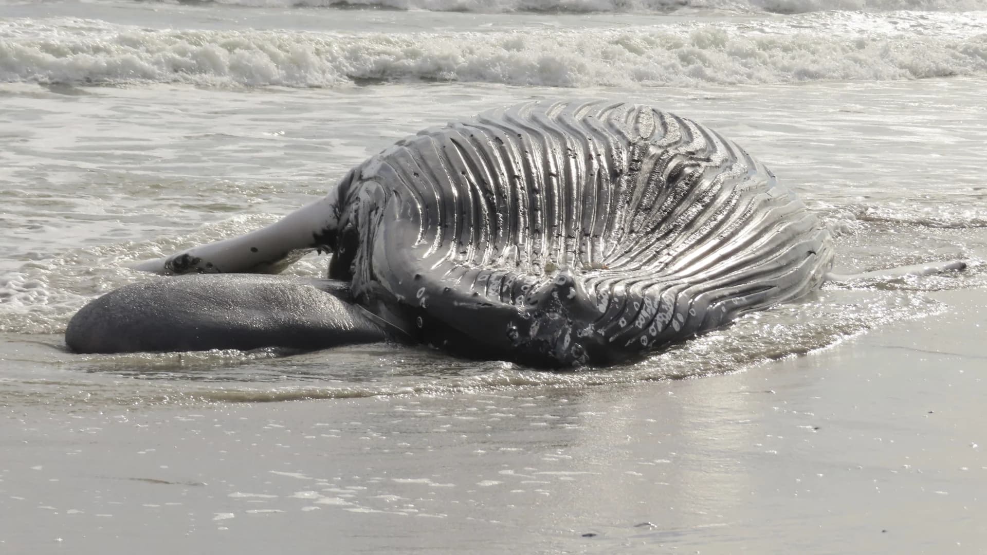 Feds: Offshore wind power industry not to blame for East Coast whale deaths