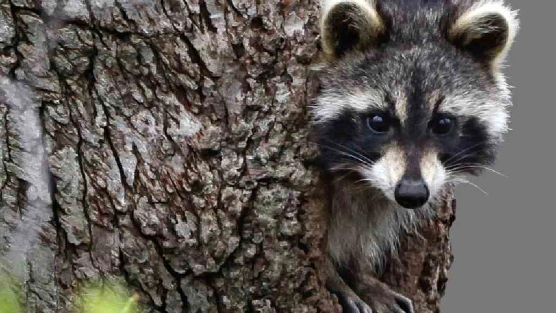 Rabid raccoon found in South Brunswick park