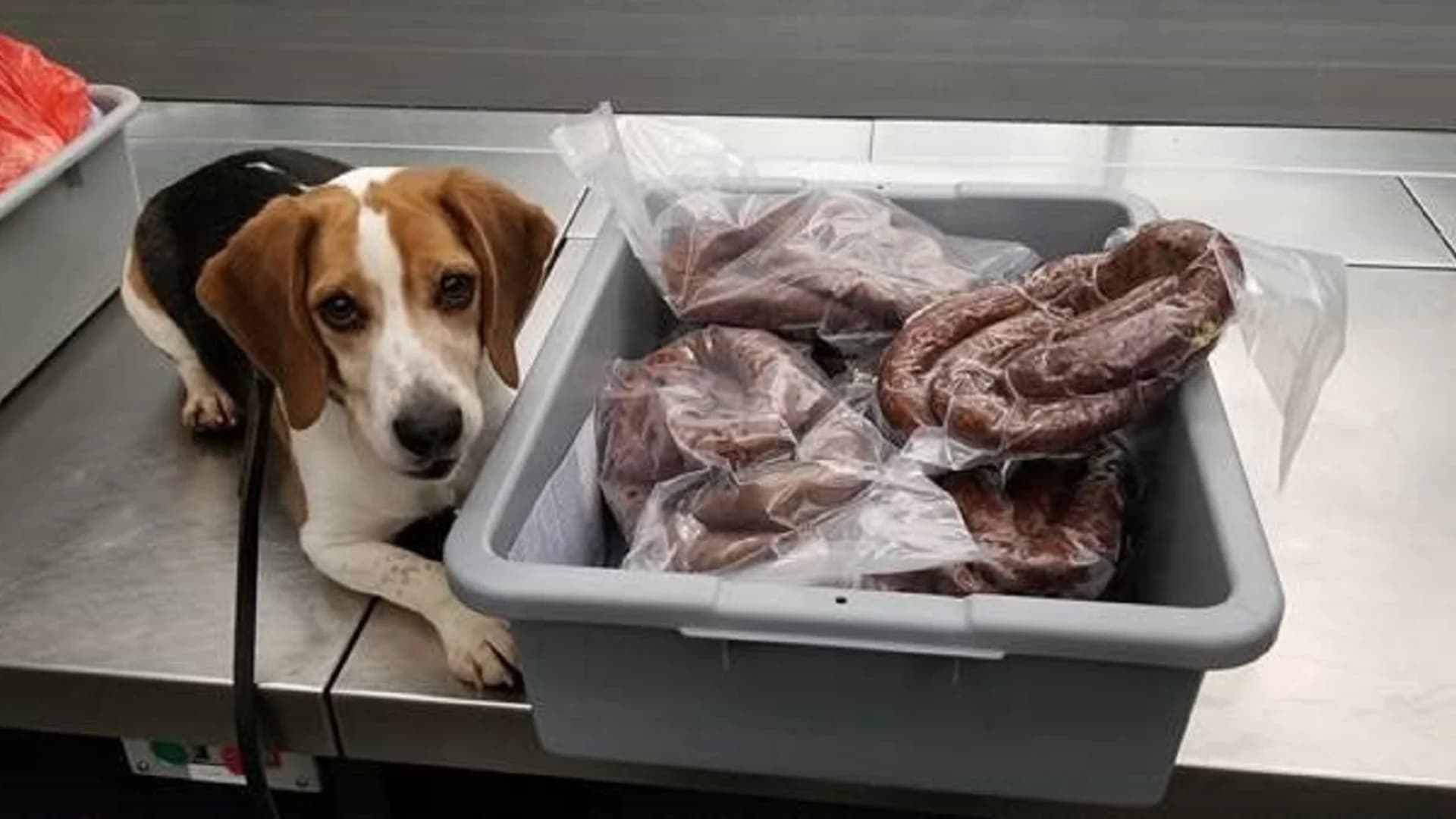 Officials: 88 pounds of ‘swine meat’ sausages confiscated at Newark Liberty Int’l Airport