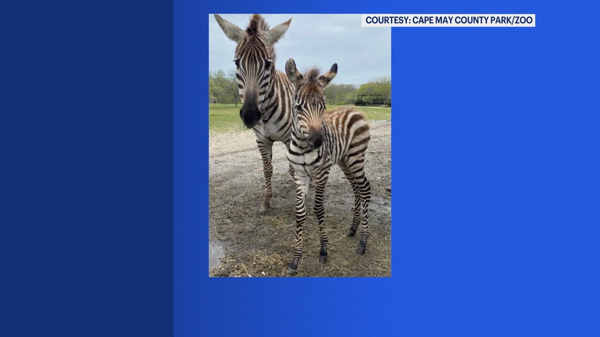 Baby zebras born at Cape May County Park & Zoo