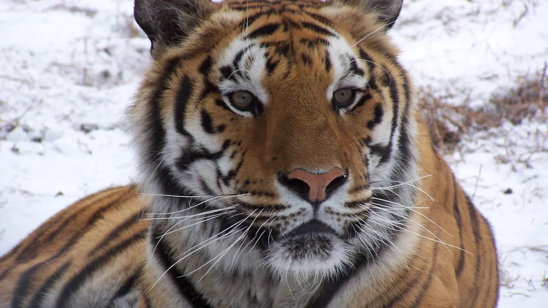 Beloved rescued tiger Caesar dies at Popcorn Park Zoo