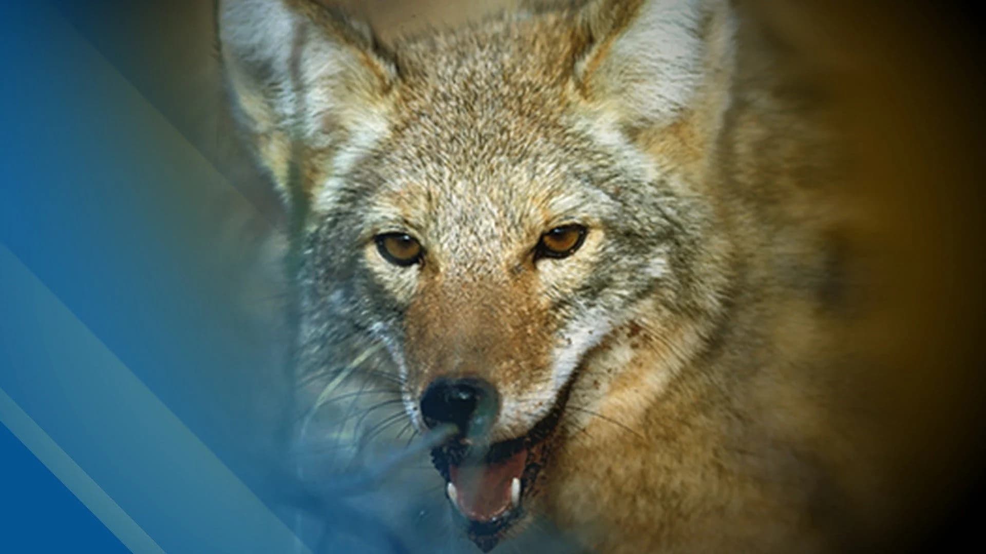 Police: Coyote mauls small dog in Piscataway; more coyotes spotted