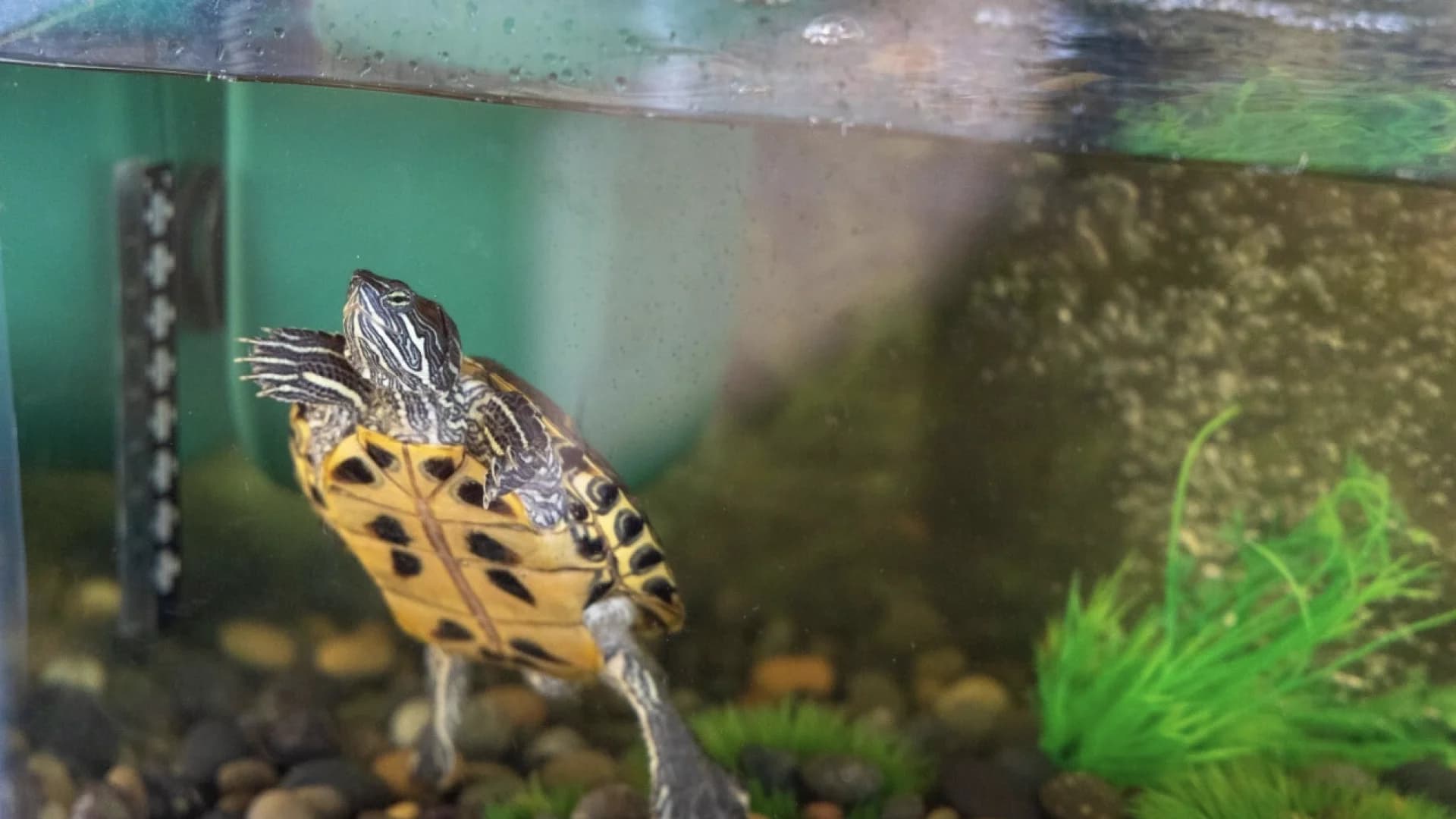 Bronx Bombers' beloved Bronxie the Turtle finds new home